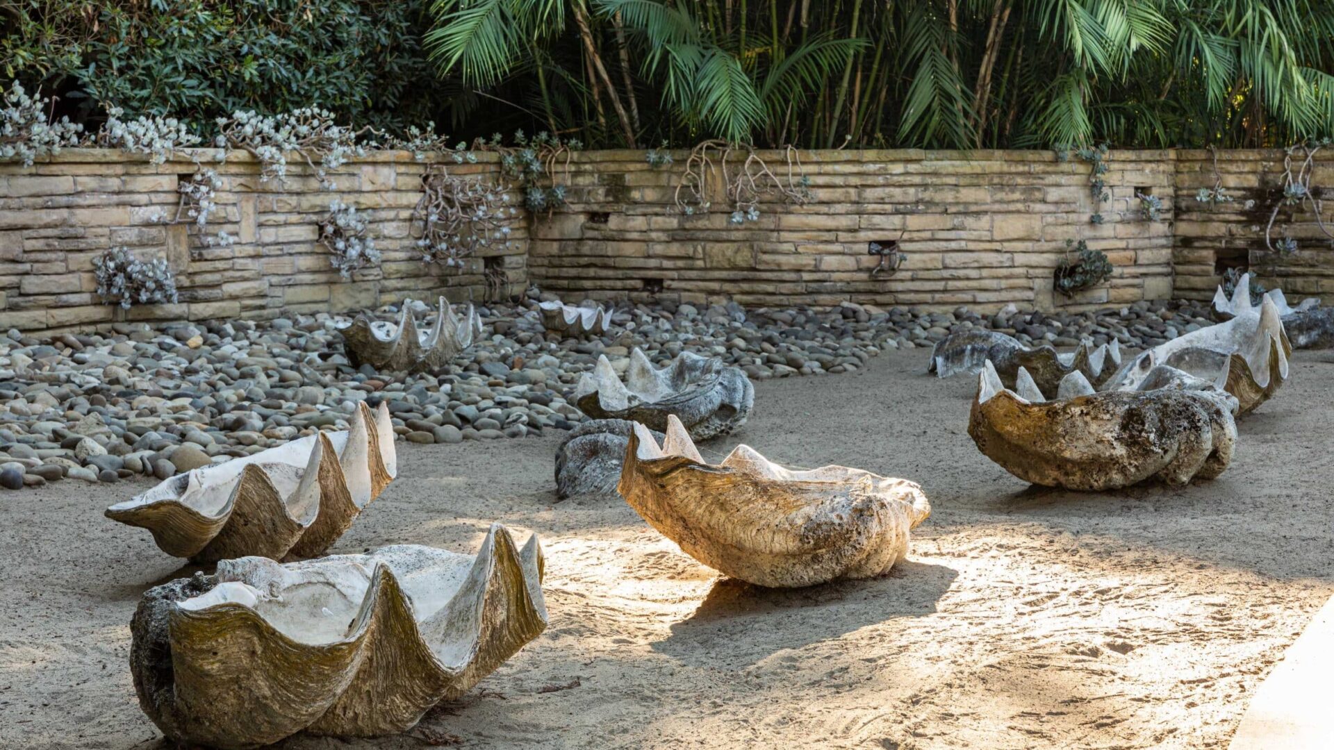 Giant Clams