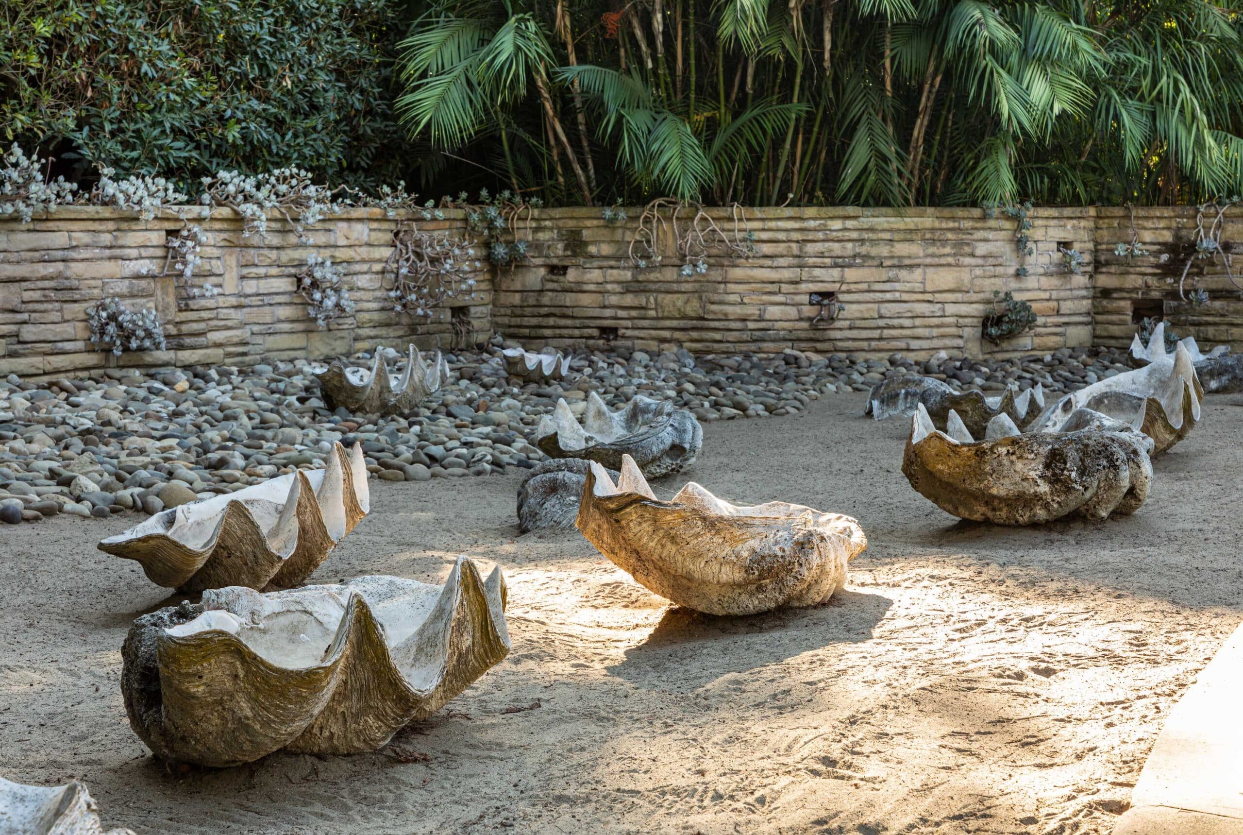 Giant Clams