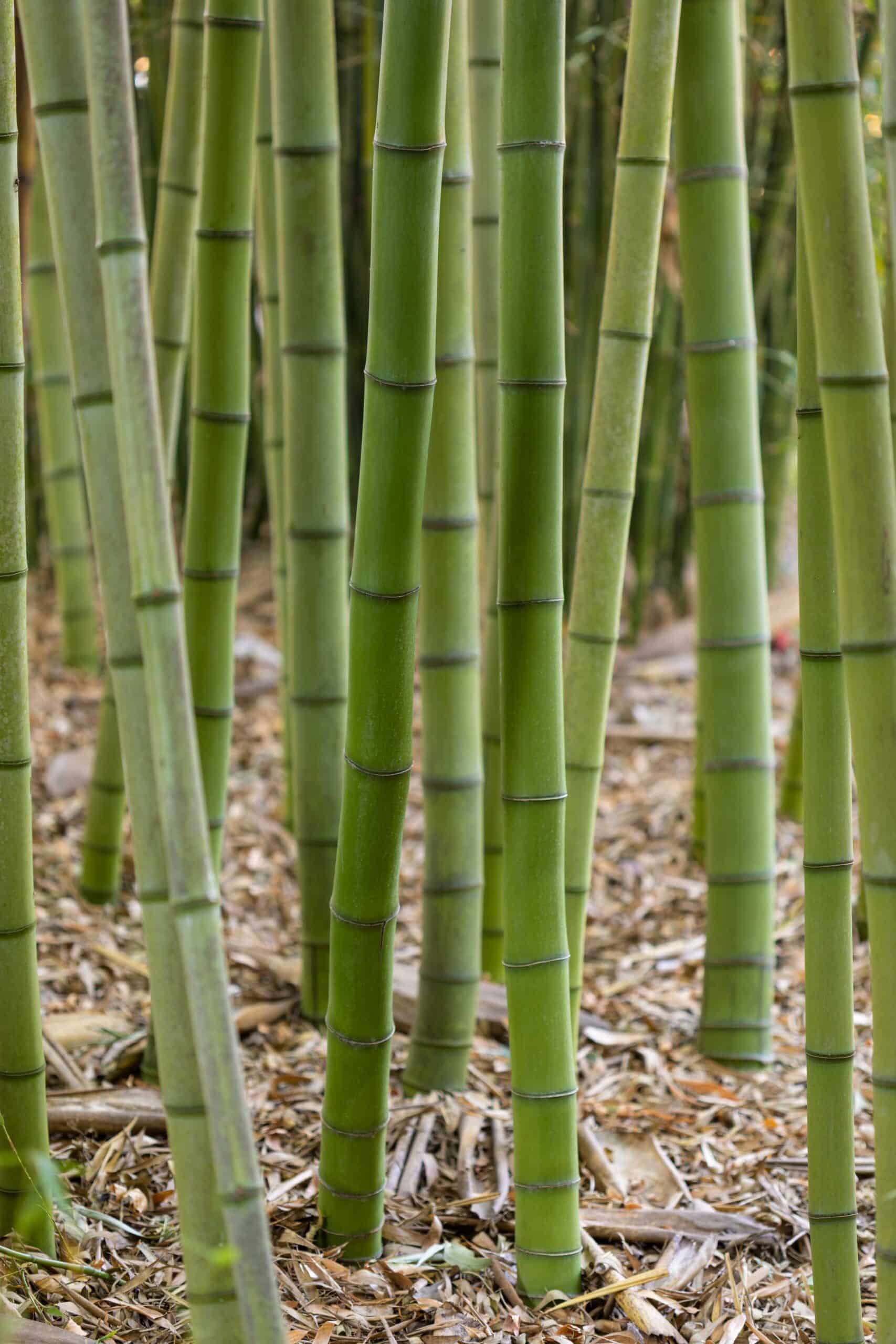 Green Bamboo