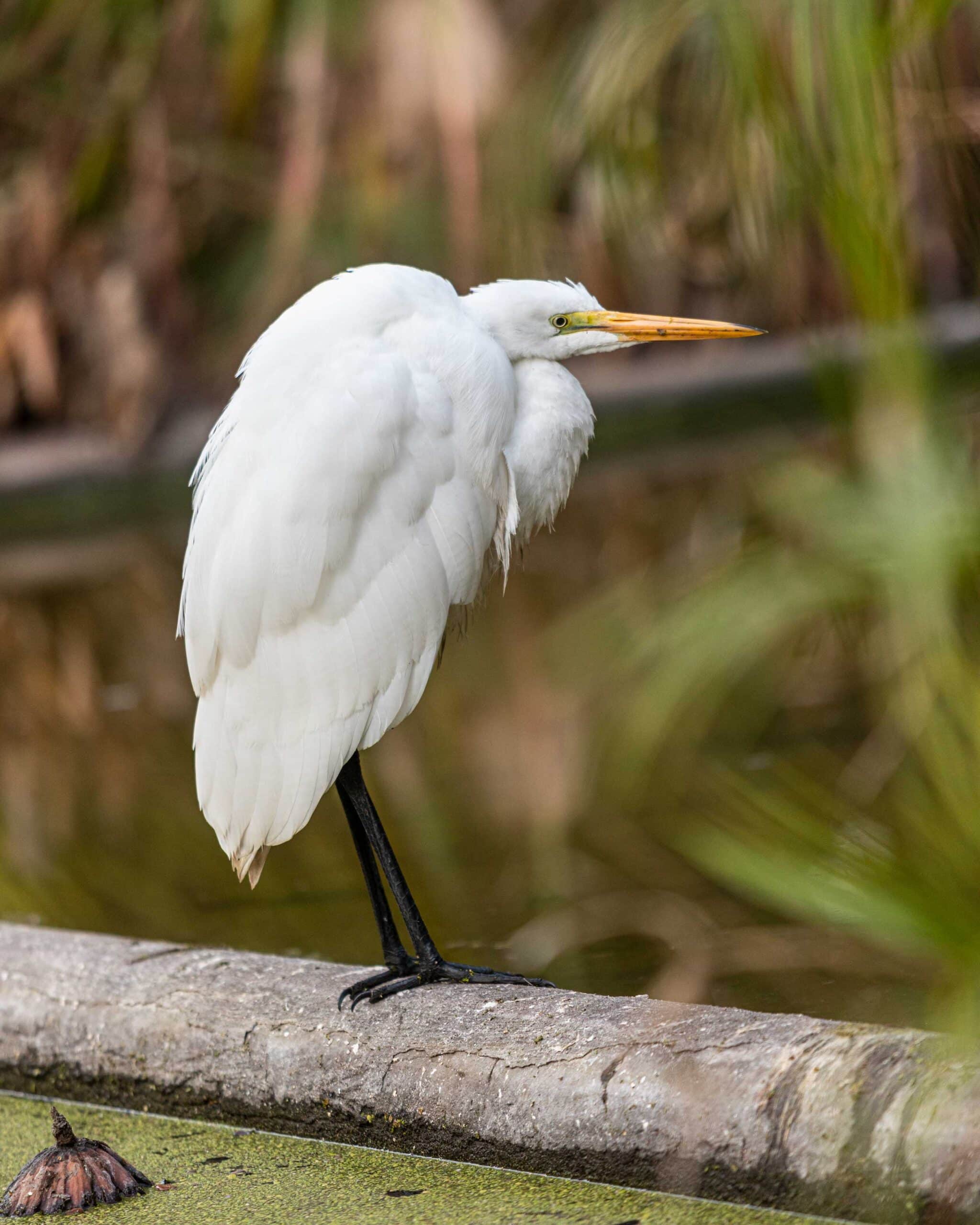 Ibis