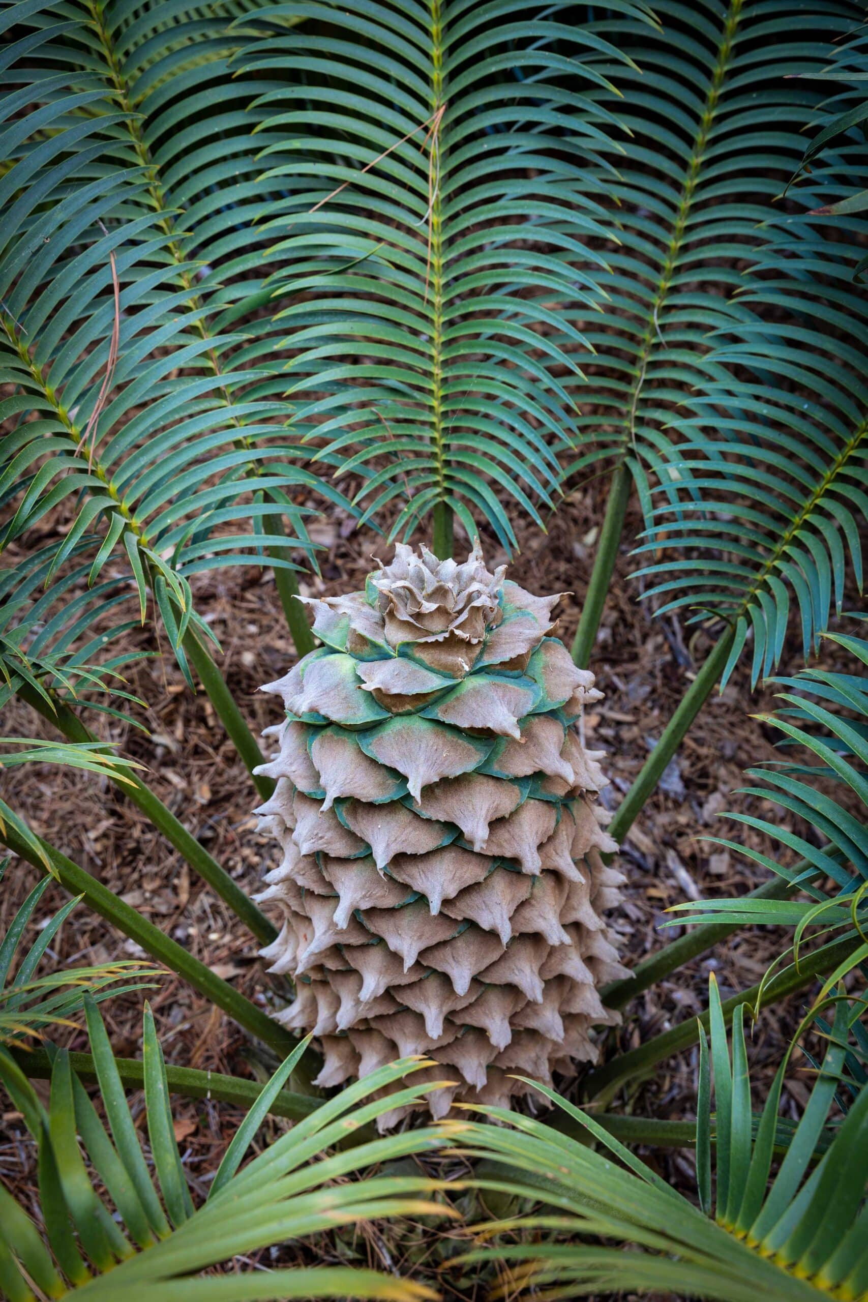 Lepidozamia Feroffskyana