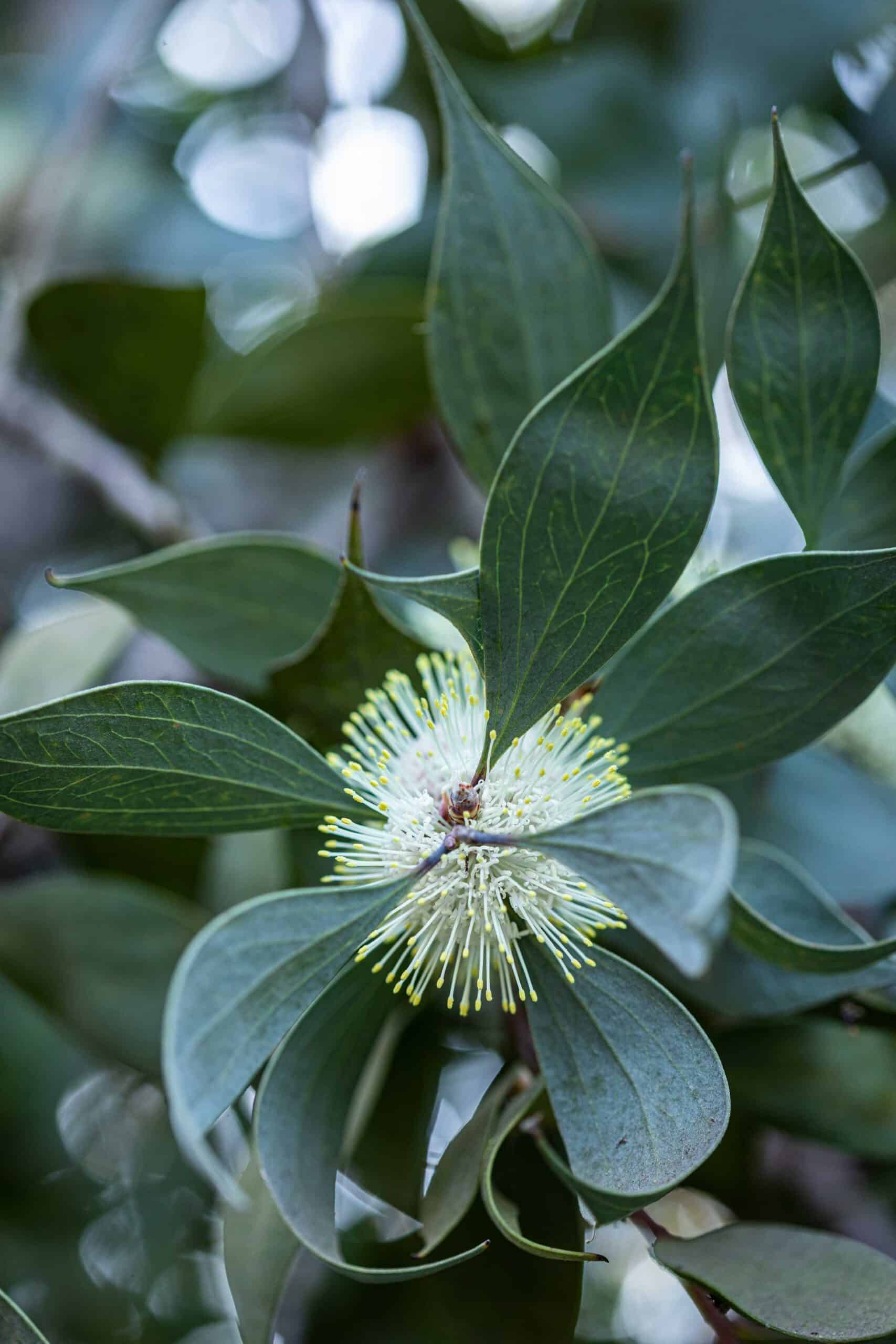 Sea Urchin Hakea