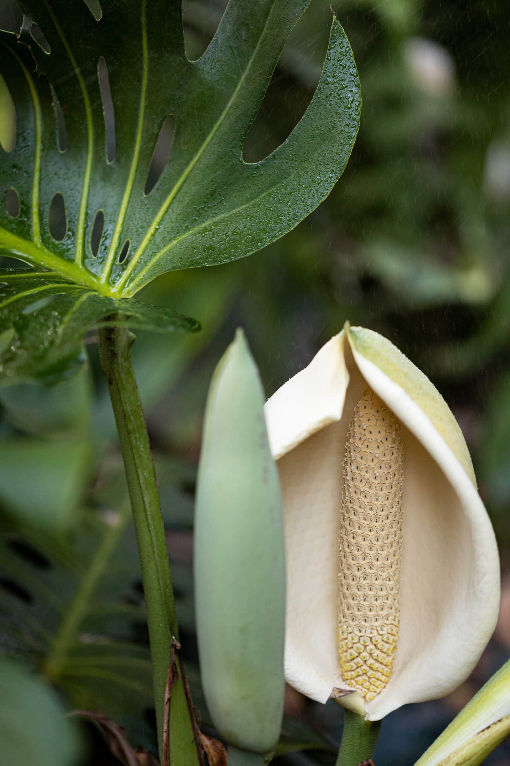 Split Leaf Philodendron