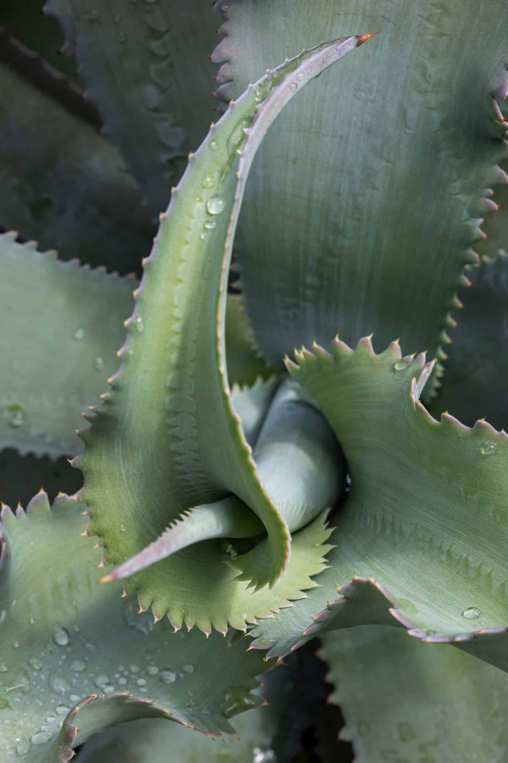 Agave Gypsophila