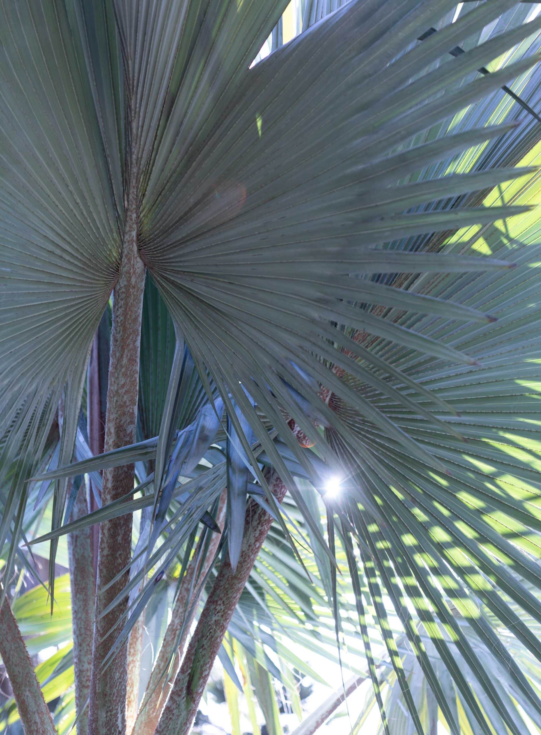Bismarck Palm