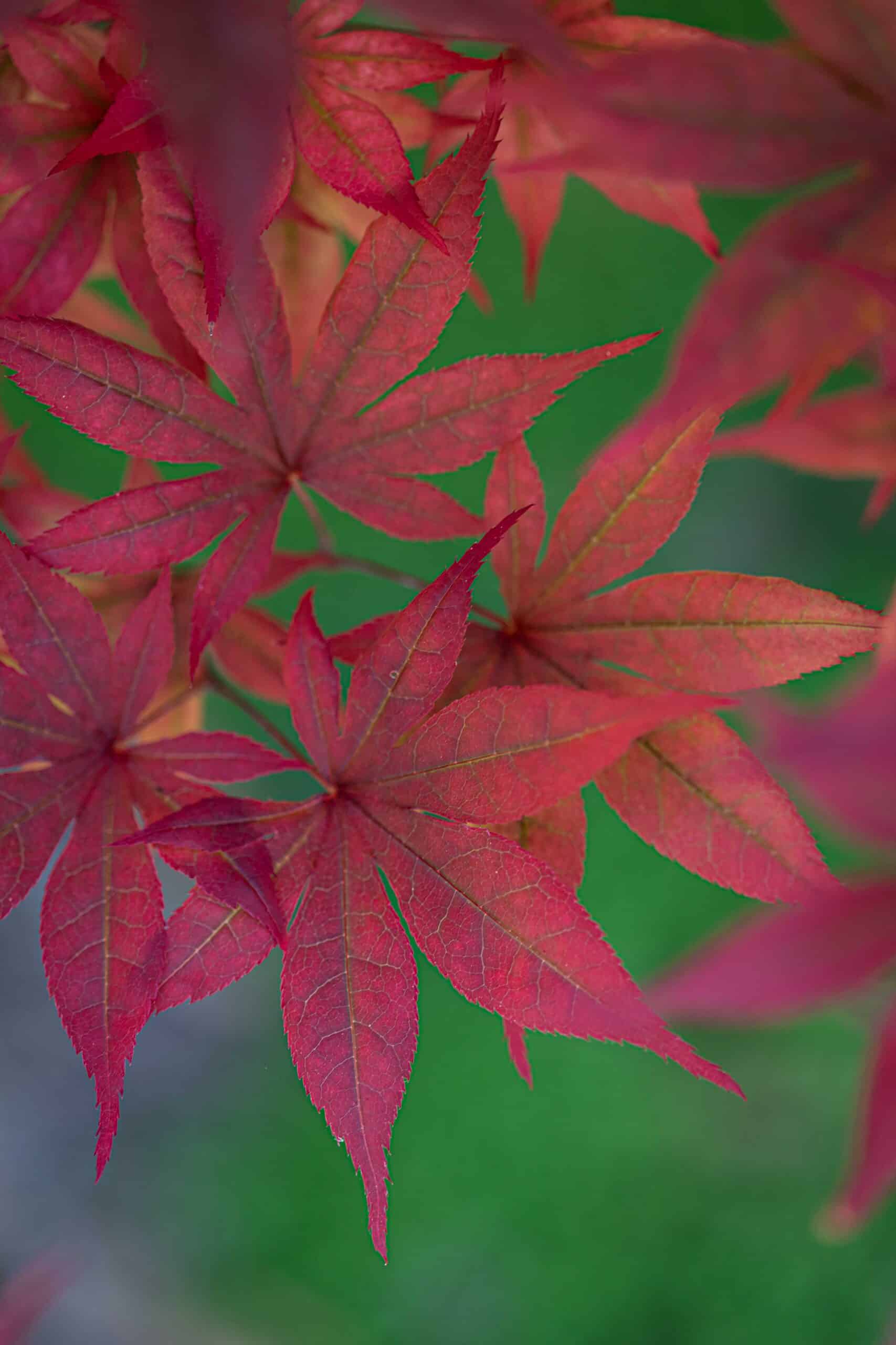 Japanese Maple