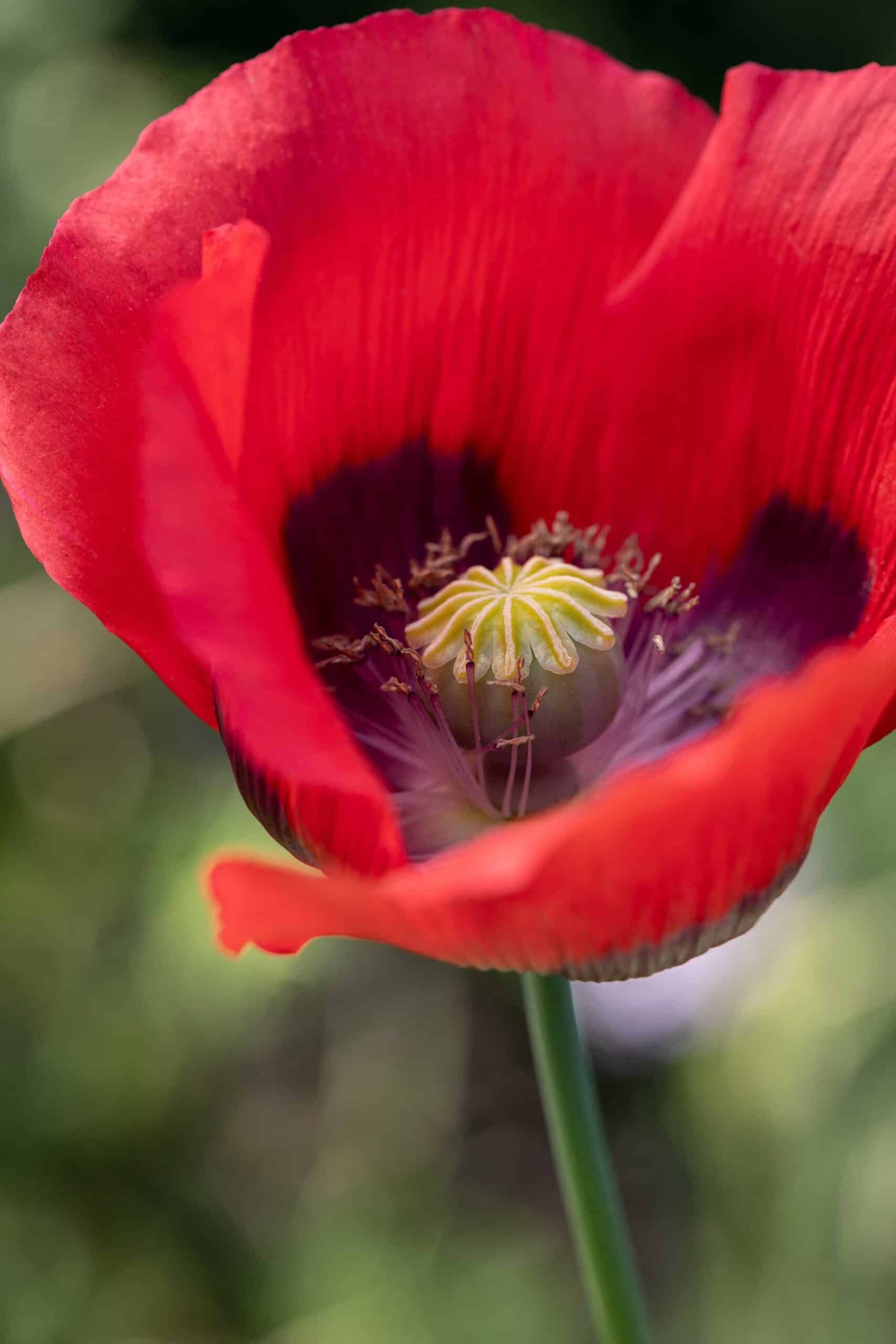 Oriental Poppy