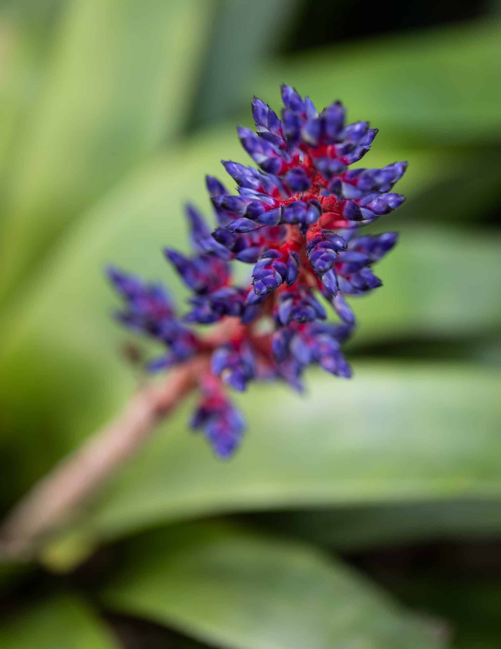 Aechmea Del Ma