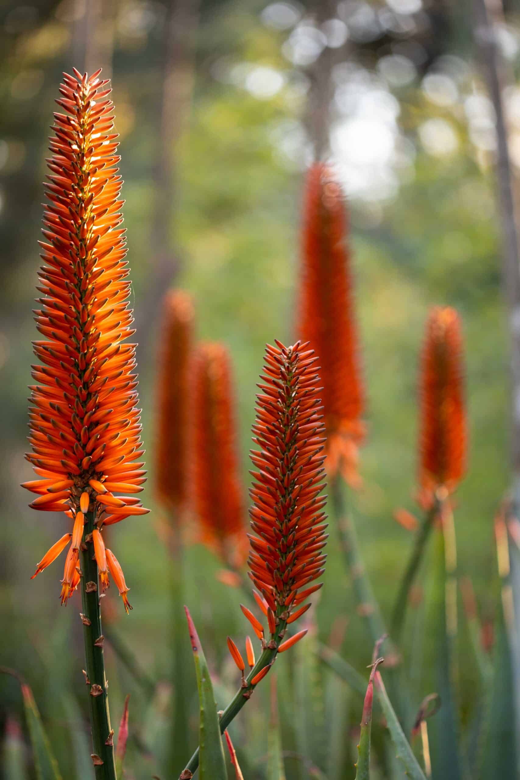 Aloe Arborescens