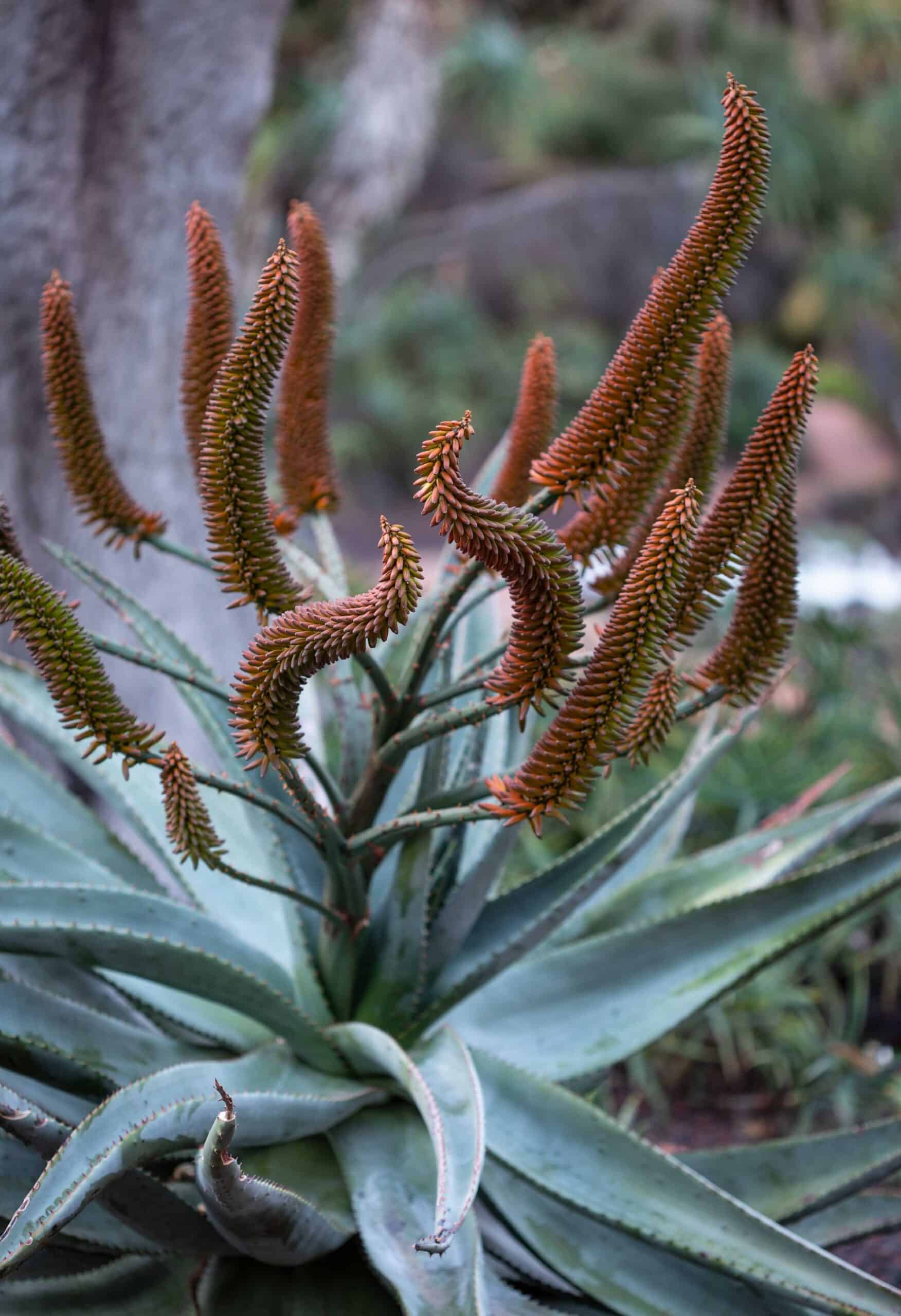 Aloe marlothii