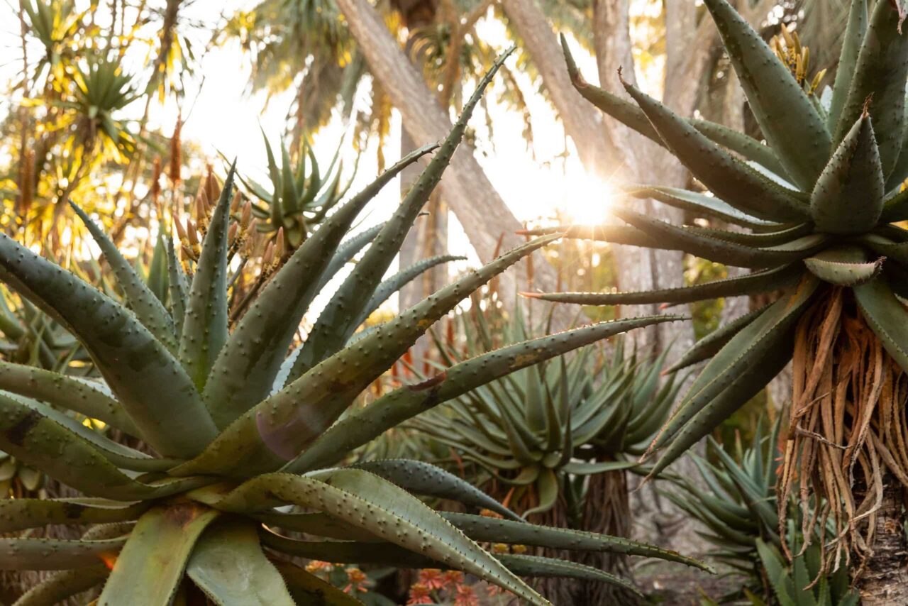 Aloe Marlothii