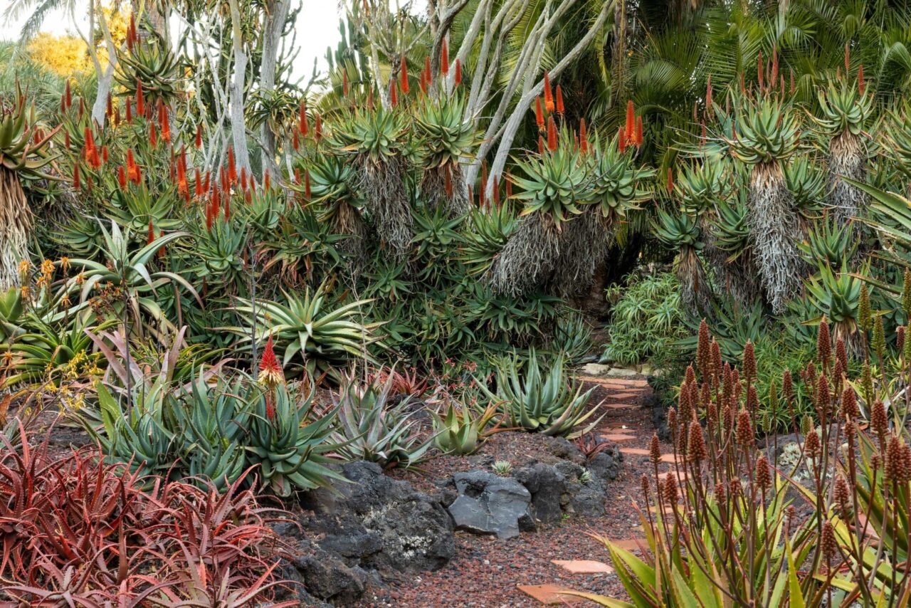 Aloe Pathway