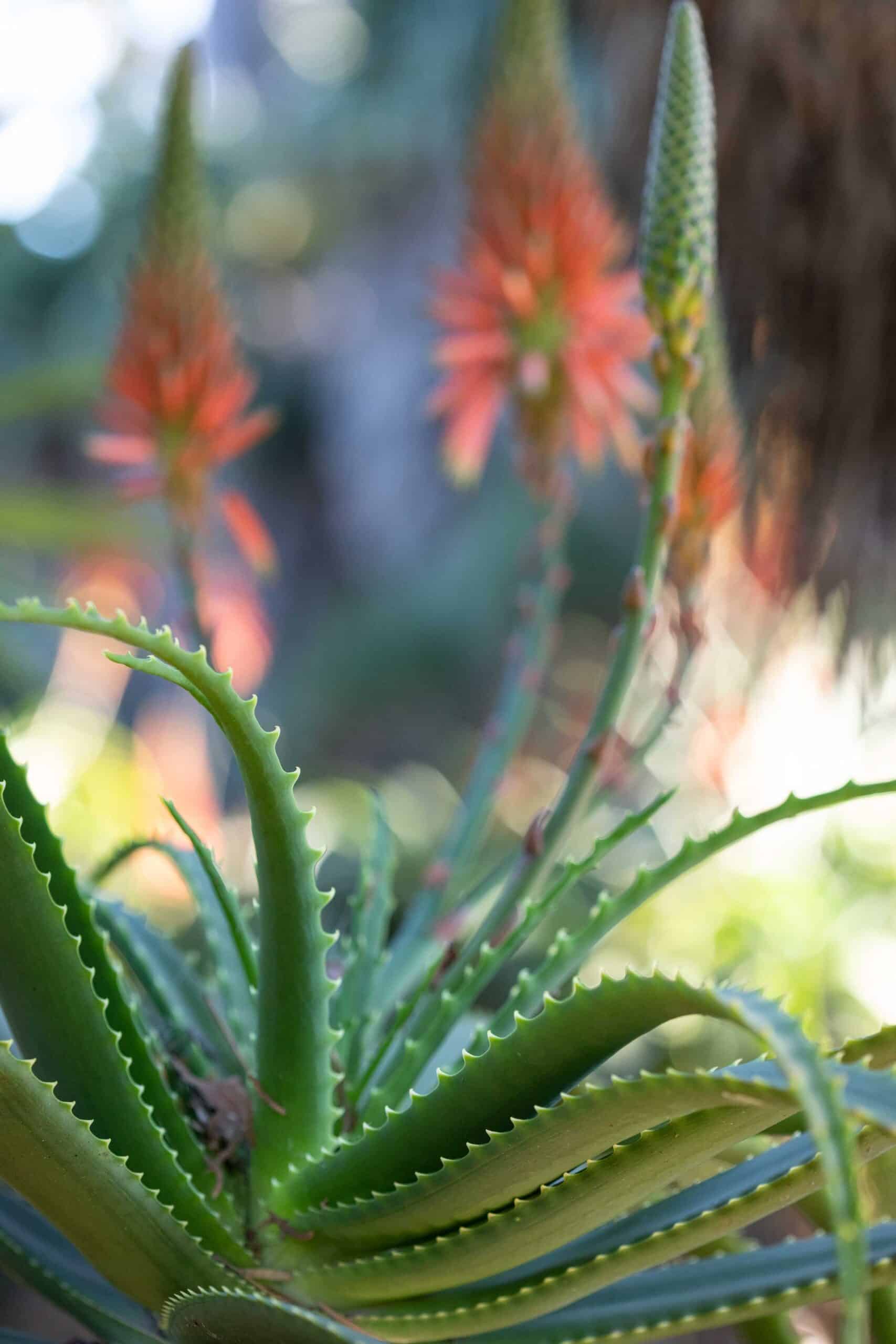 Aloe Pluredens