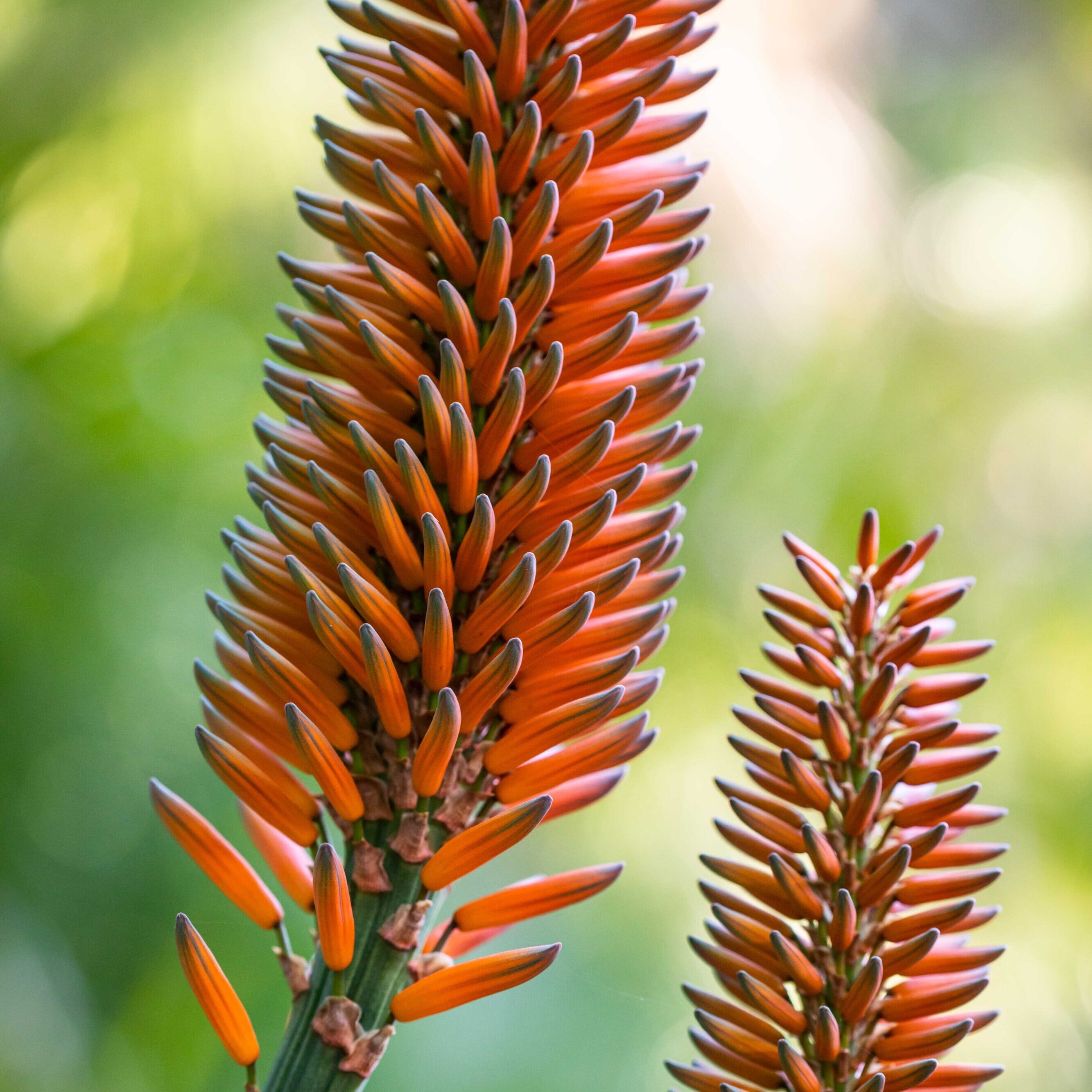 Aloe Salm-Dyckiana