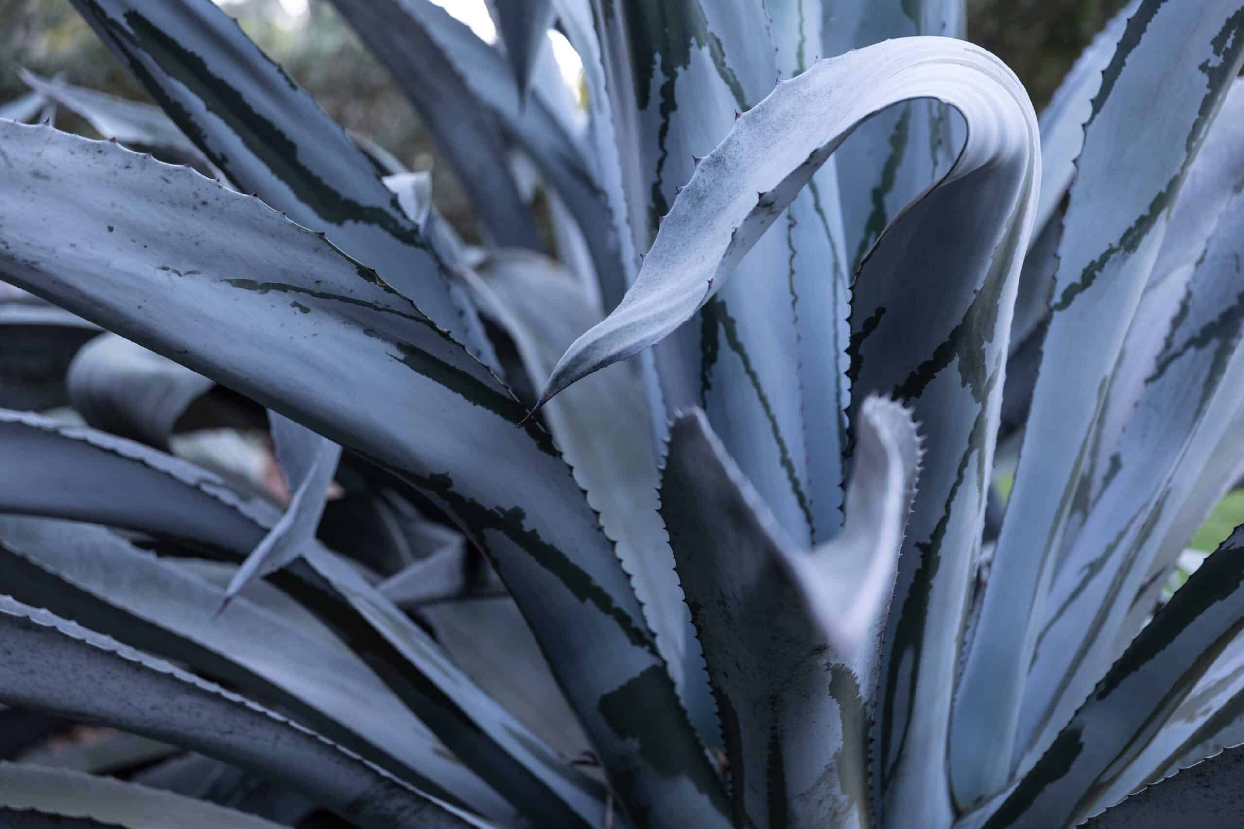 Blue Agave