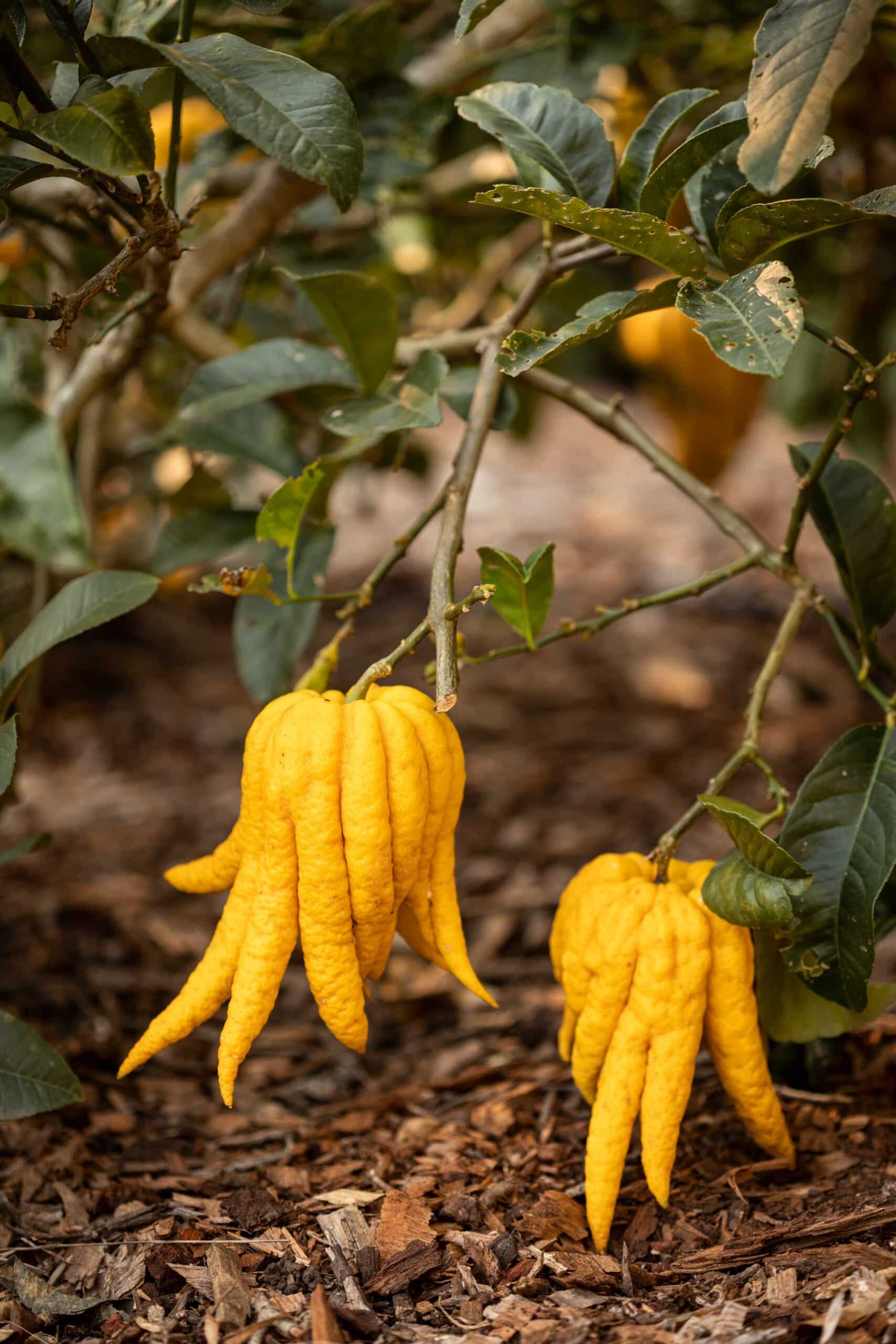 Buddhas Fingers