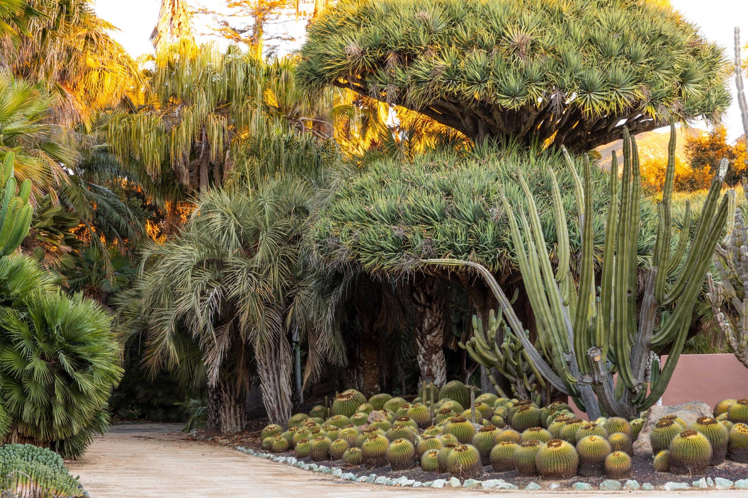 Cacti and Dragon Trees