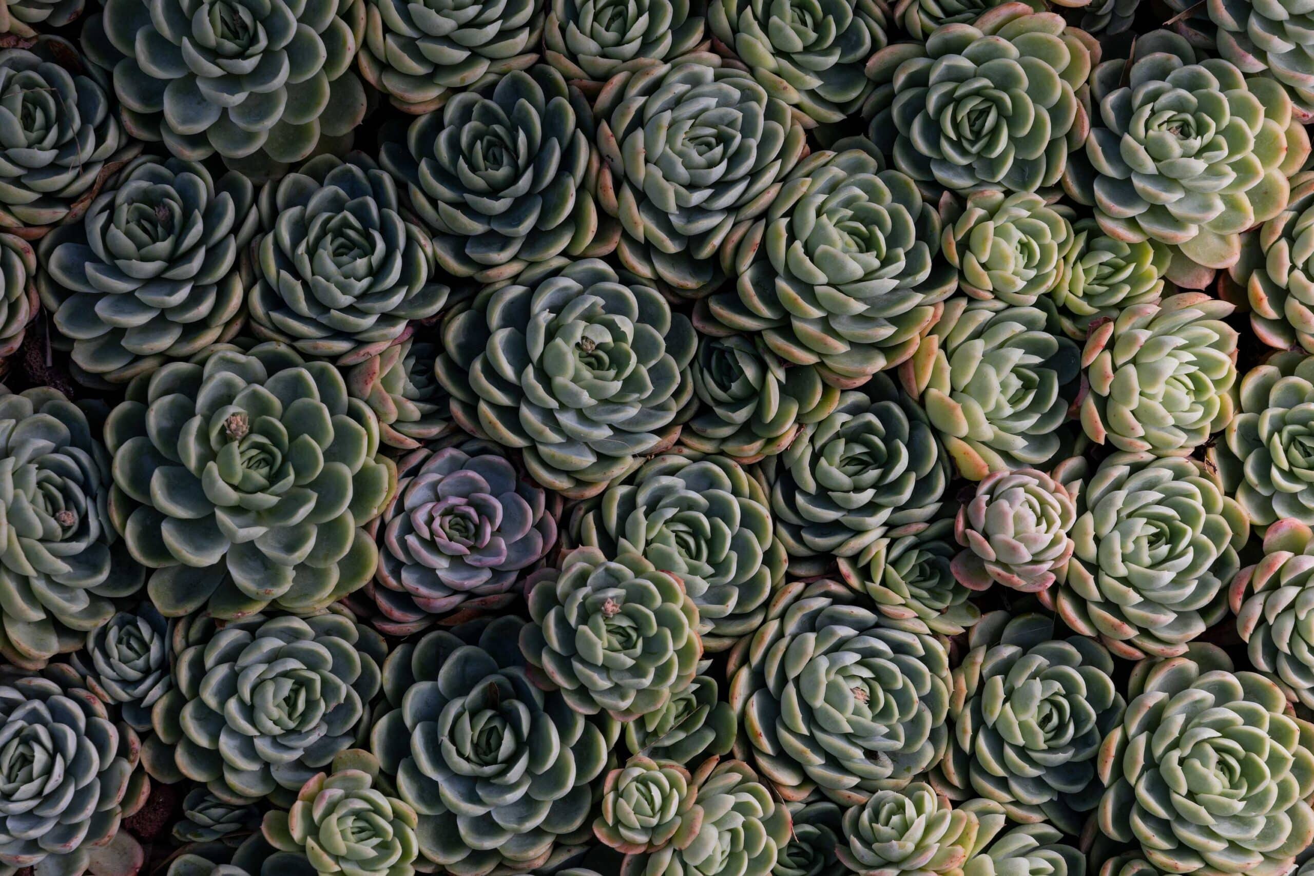 Hen and Chicks