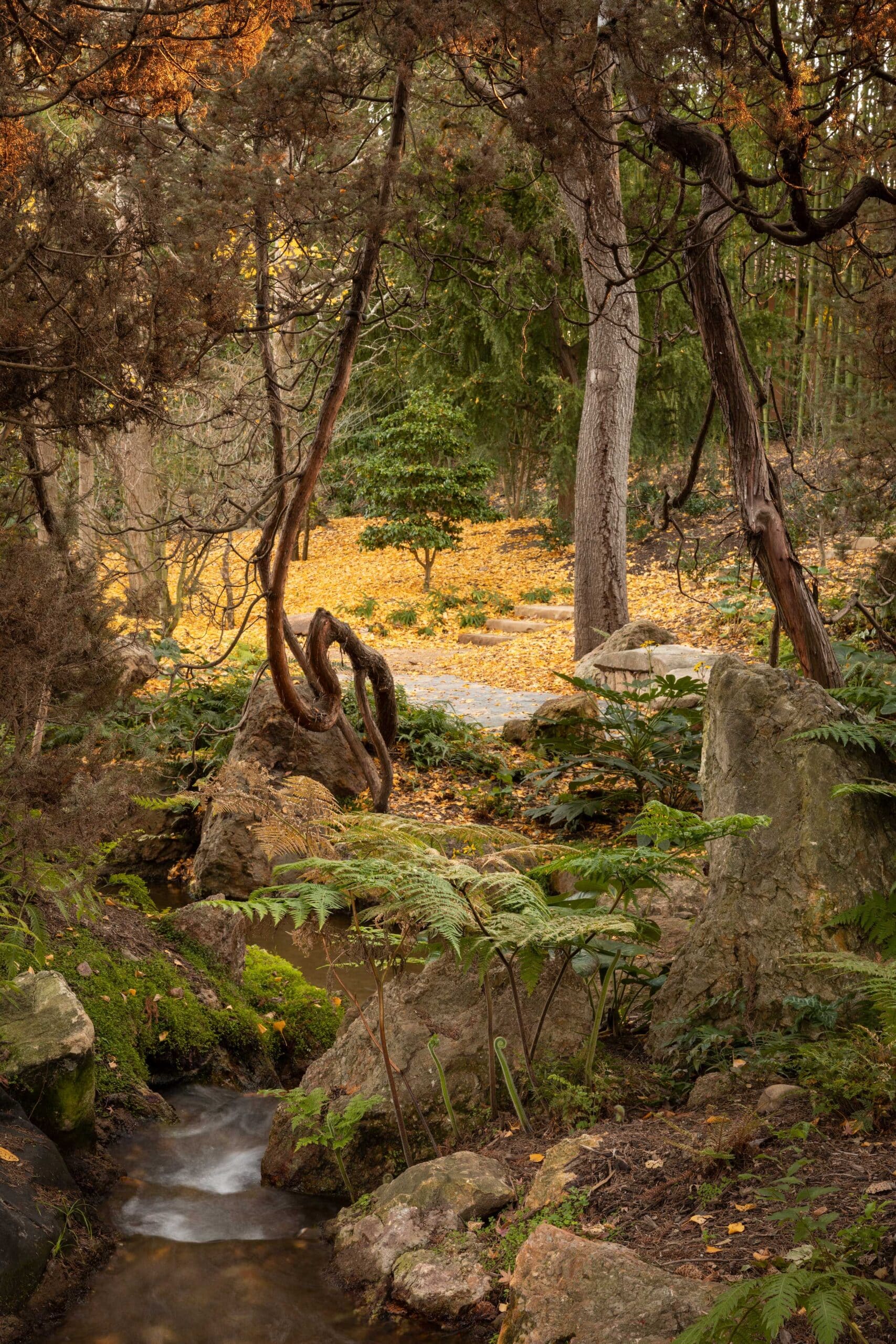 Japanese Garden Stream