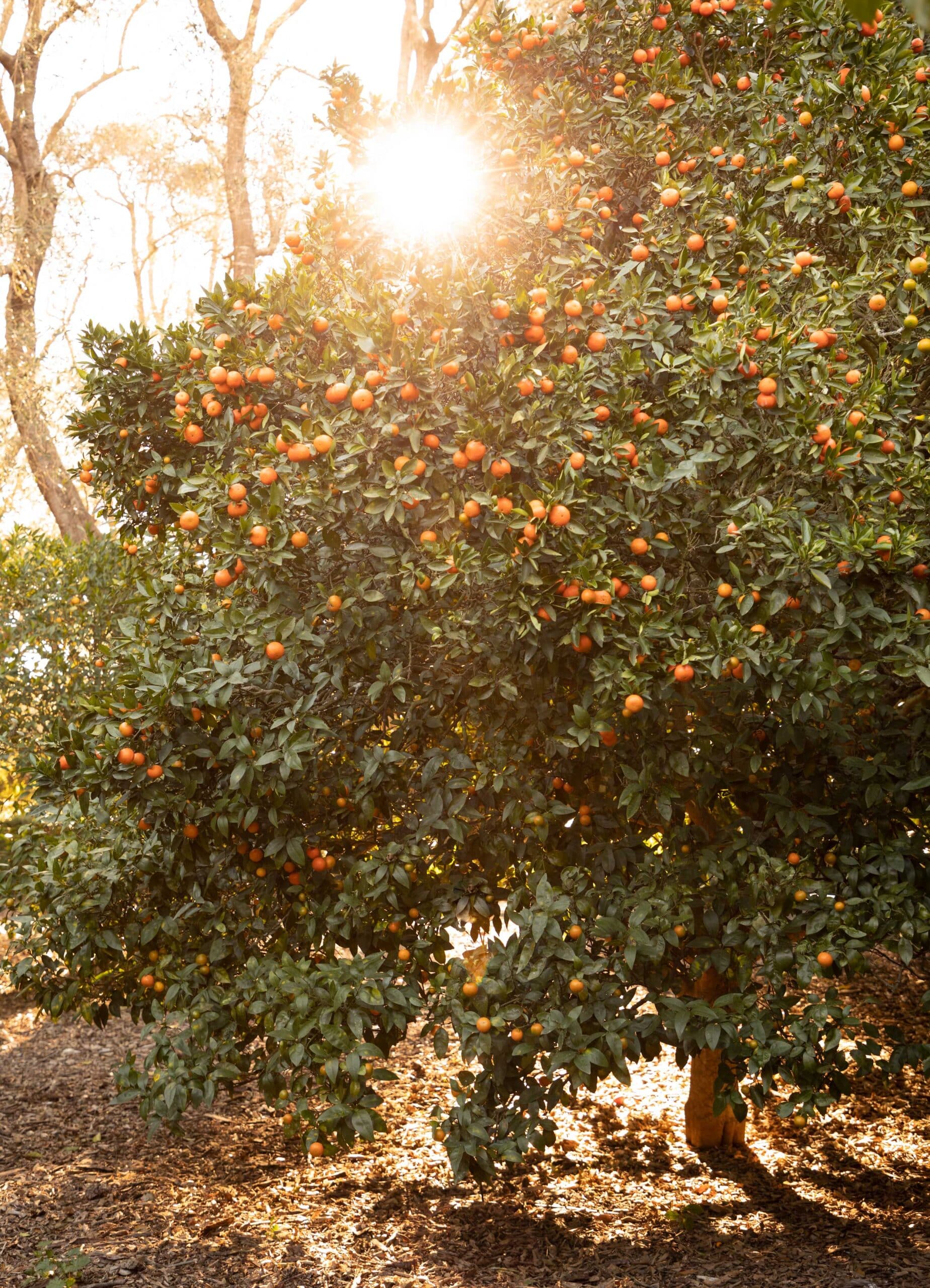 Citrus Tree