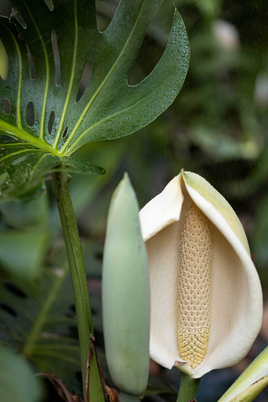 Planting a Garden With All White Tropical Flowers (See Photos