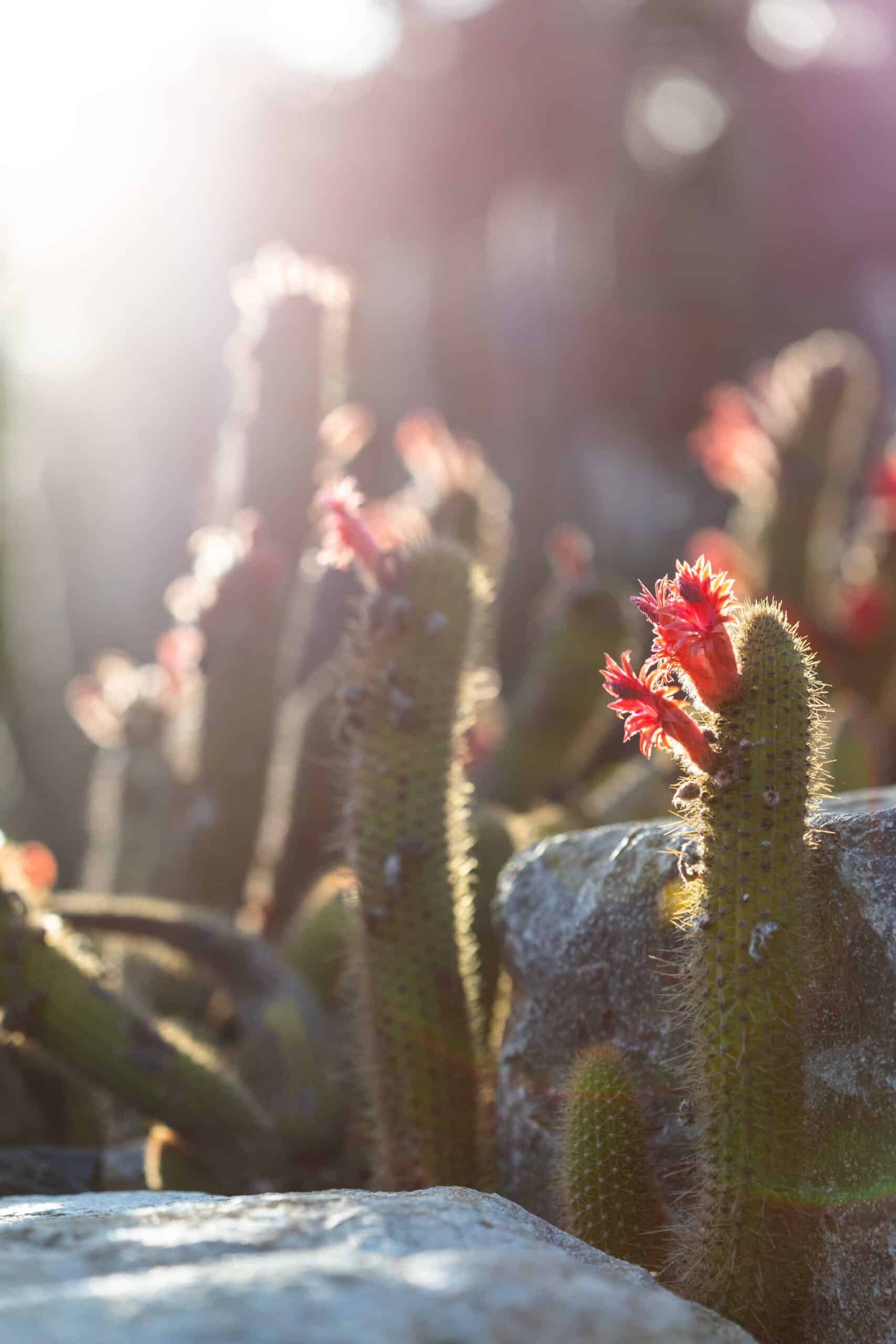 Hen and Chicks