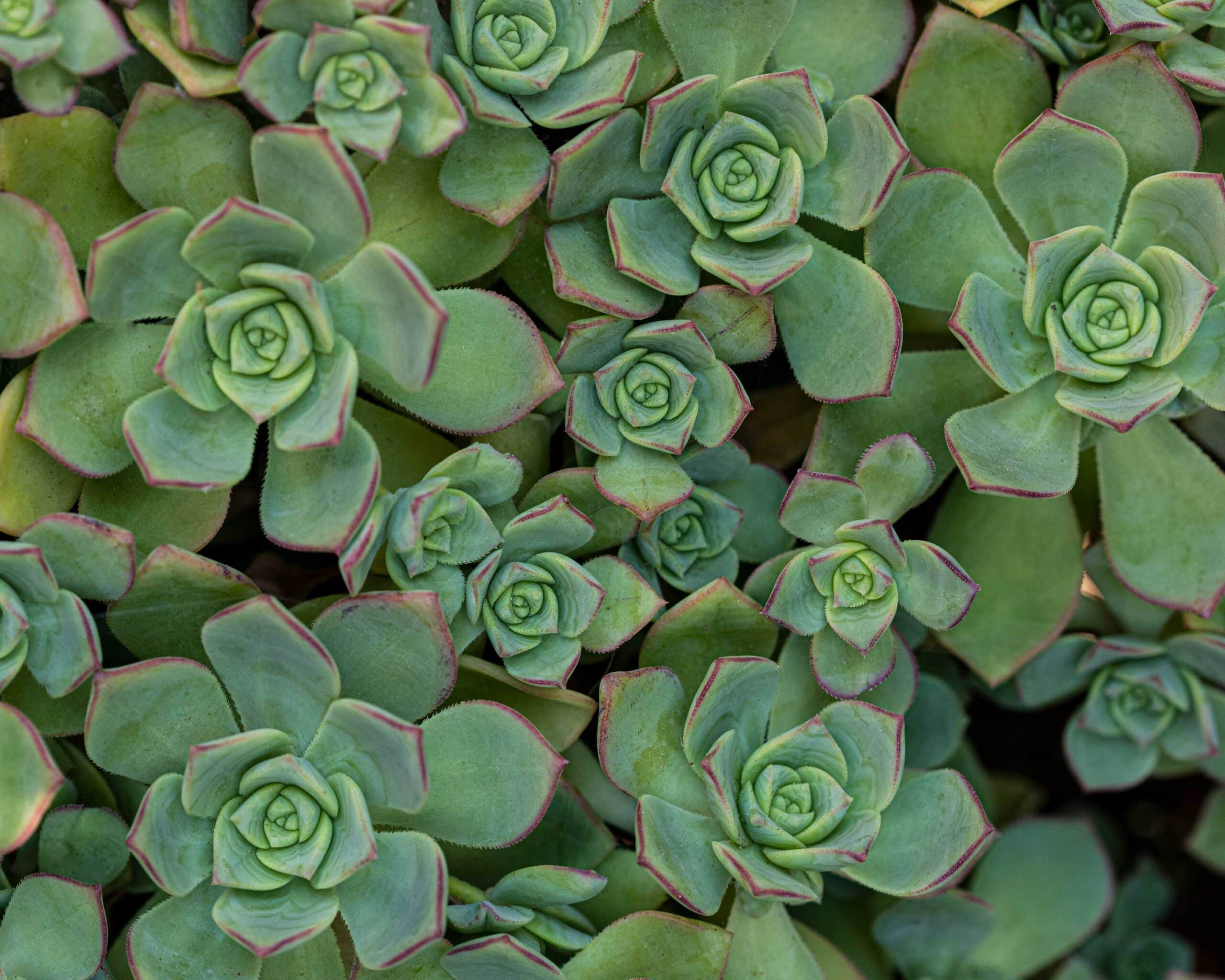 Aeonium