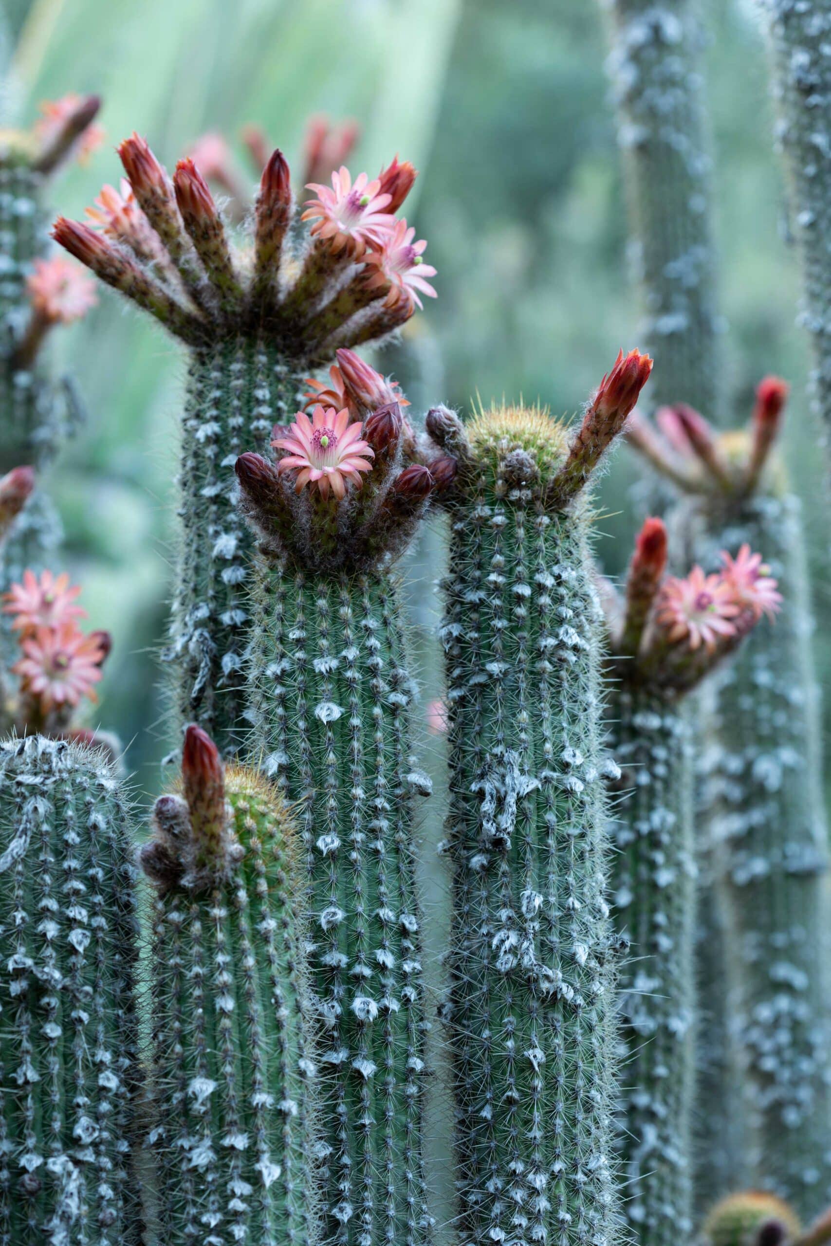 Cactus Teal Straw Cover