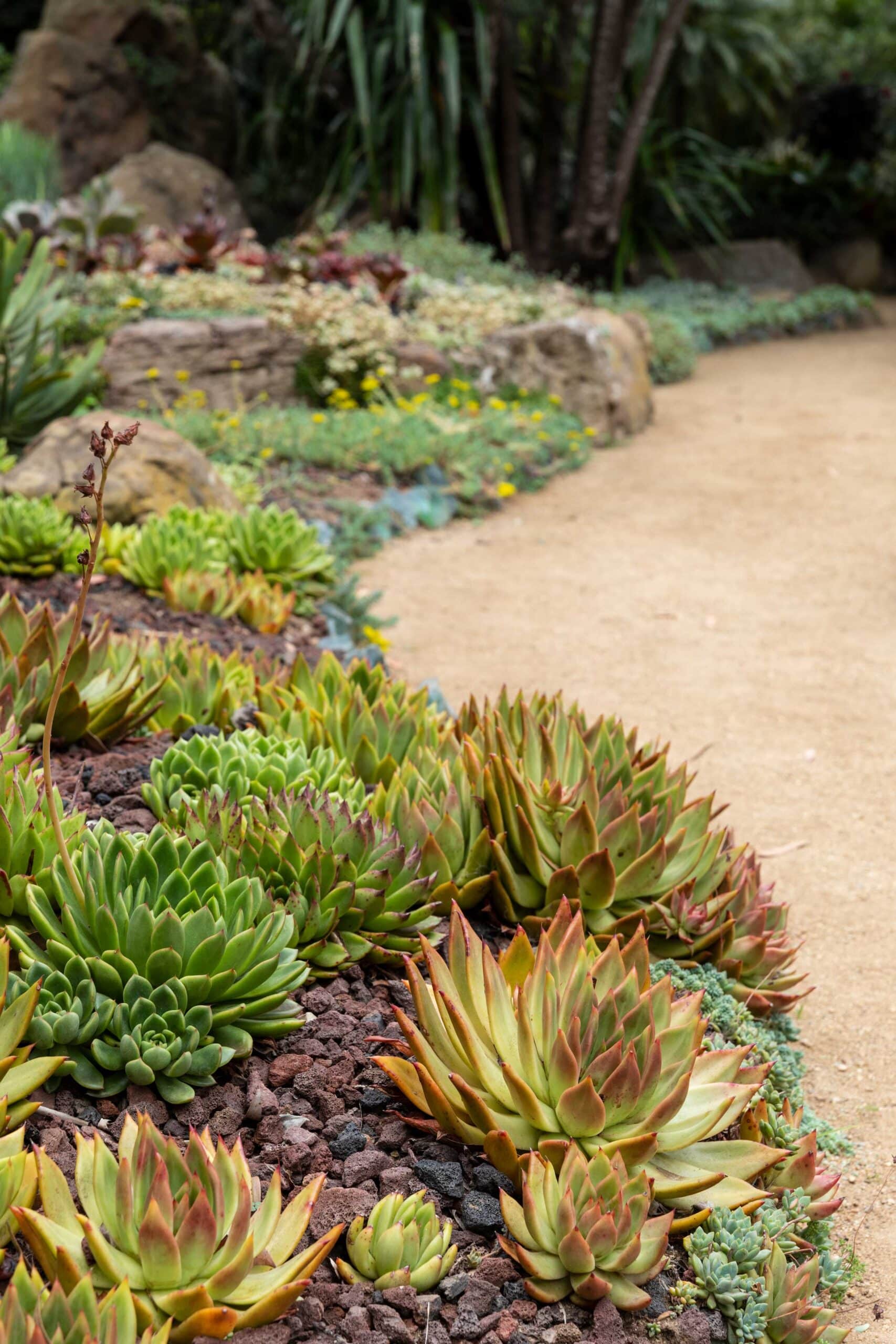 Echeveria Agavoides