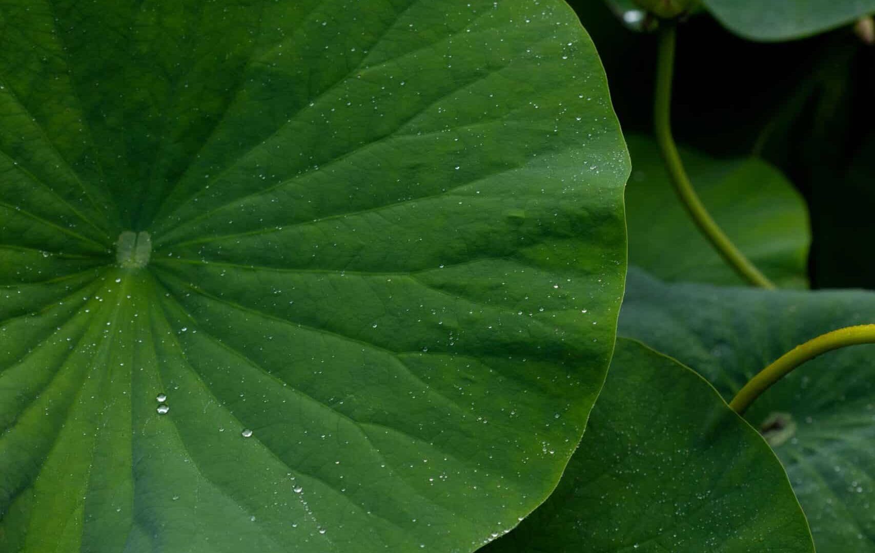 Lotus Leaves