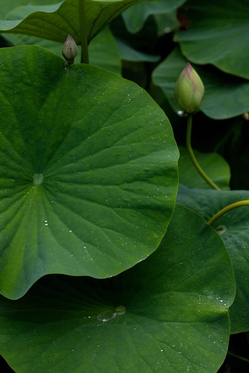 Lotus Leaves