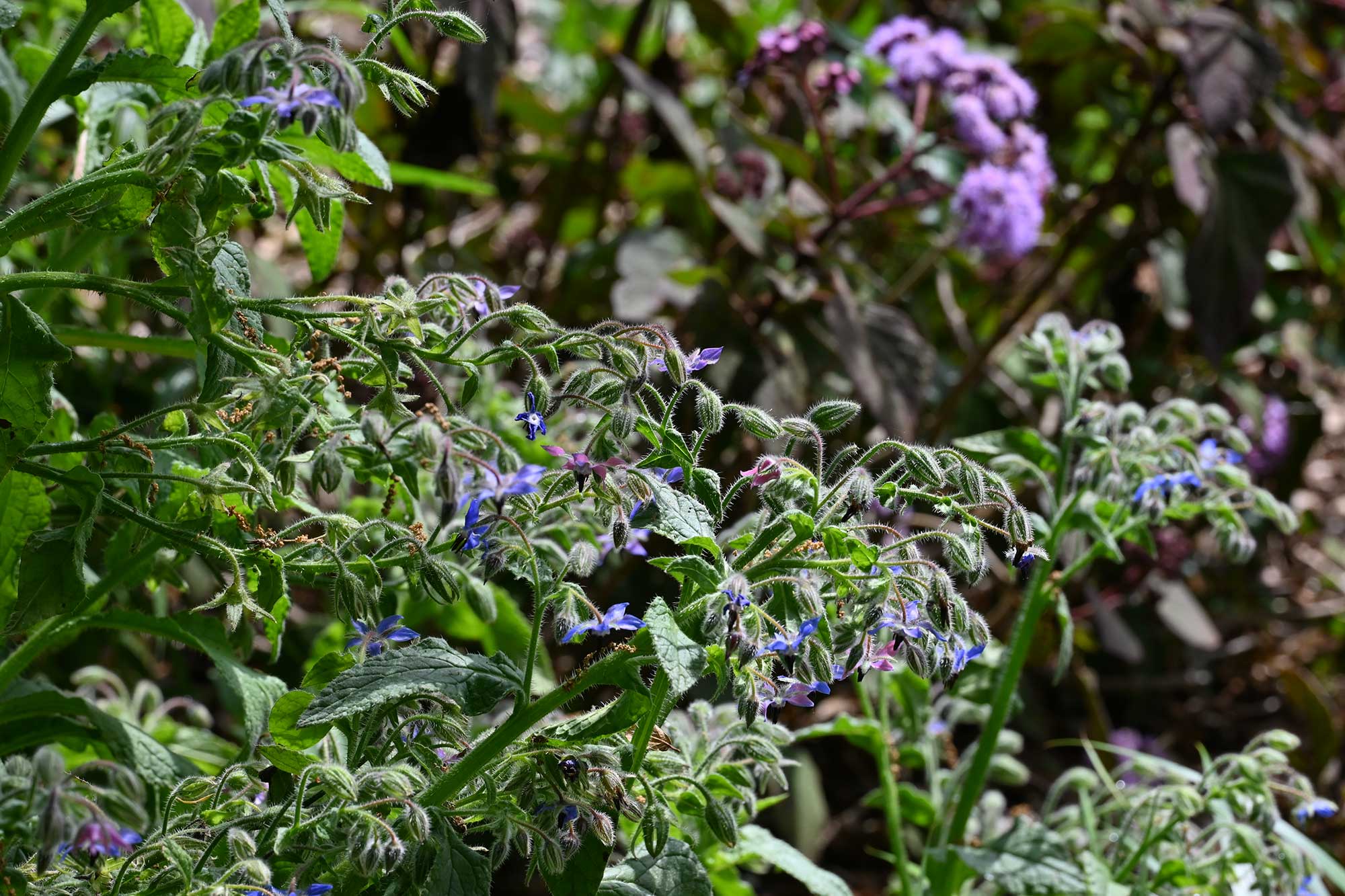 Echium