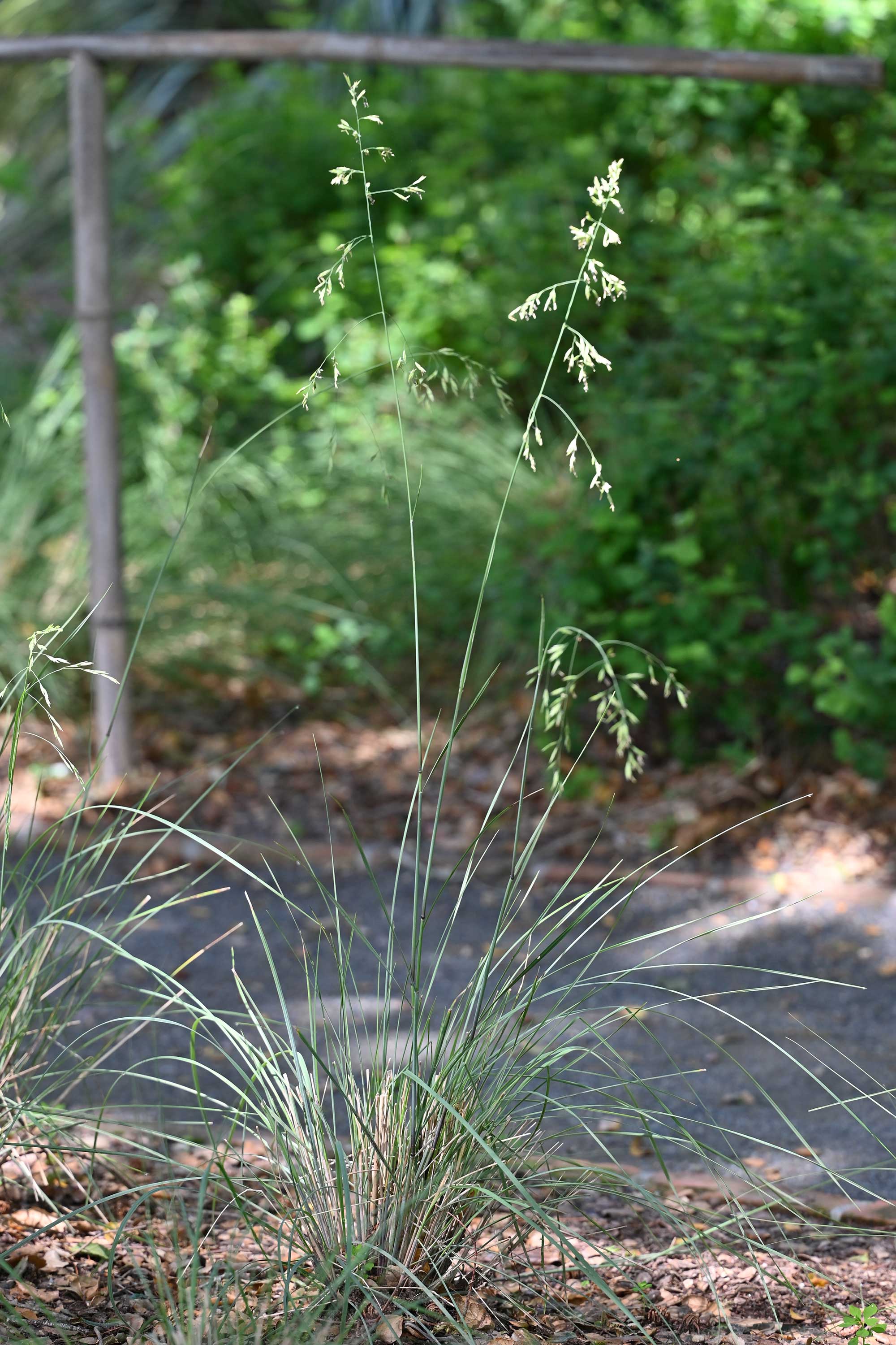 Echium