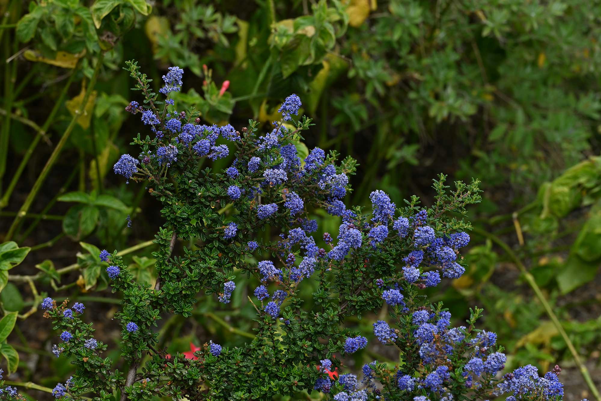 Echium