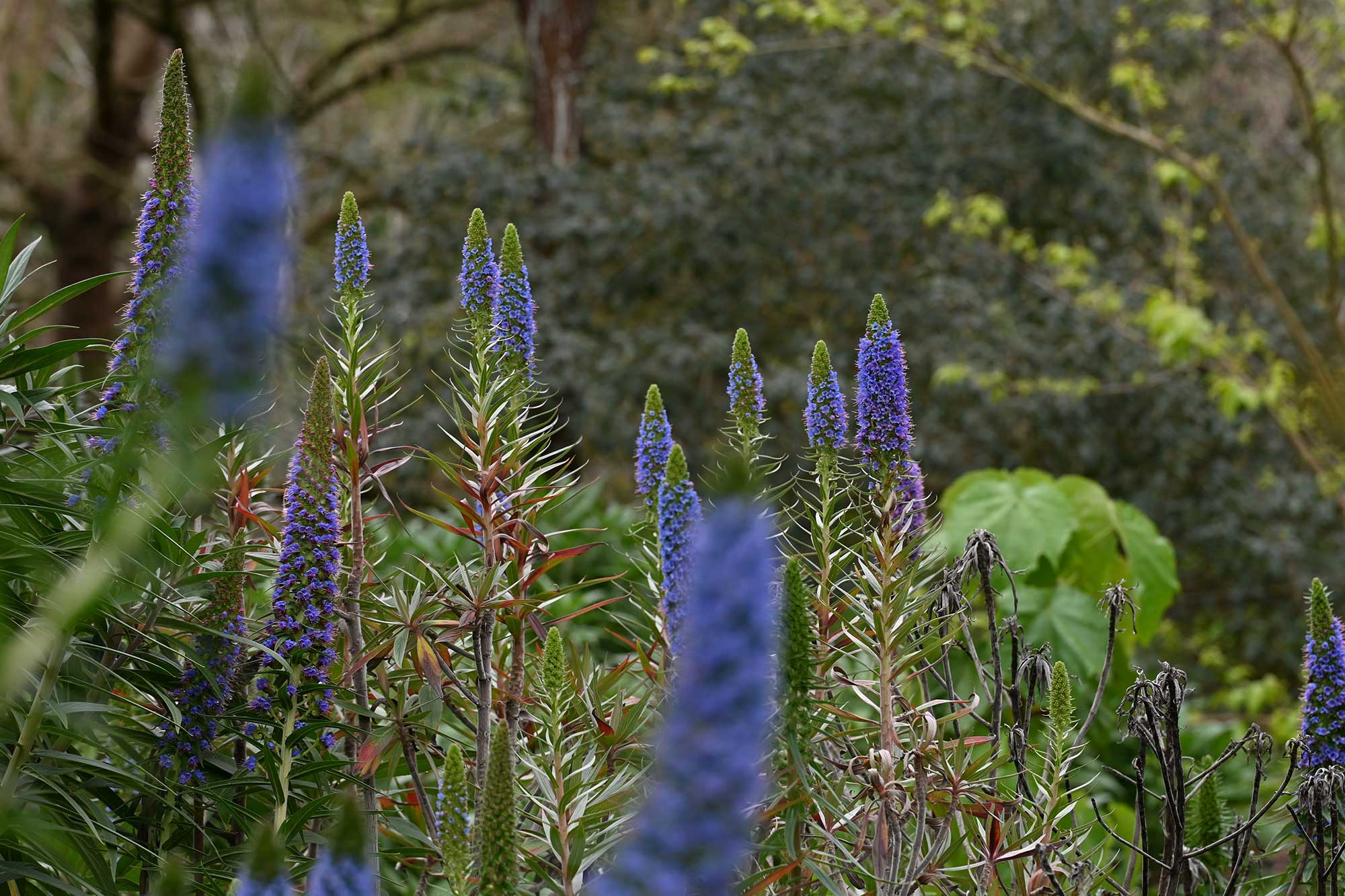 Echium