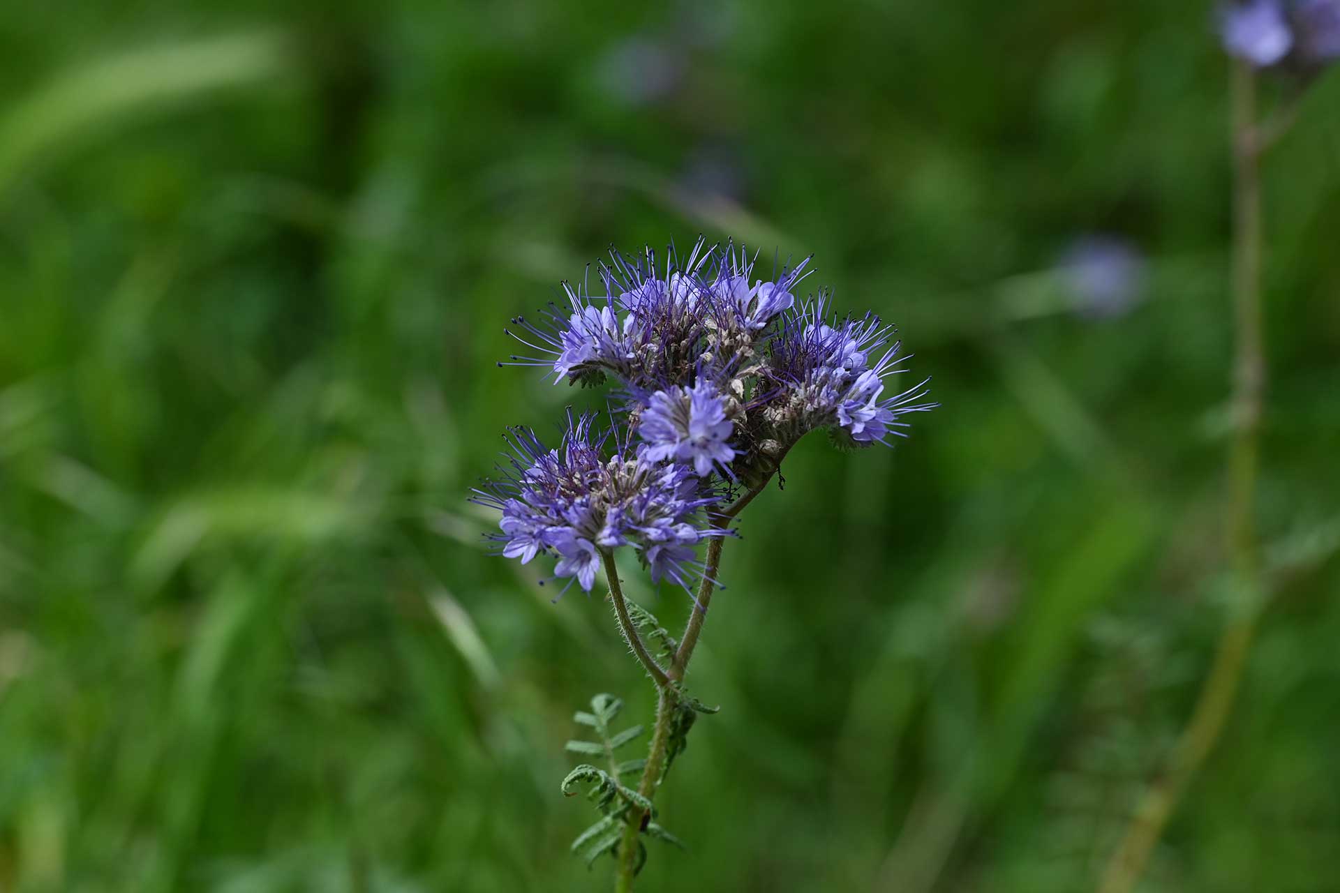 Echium