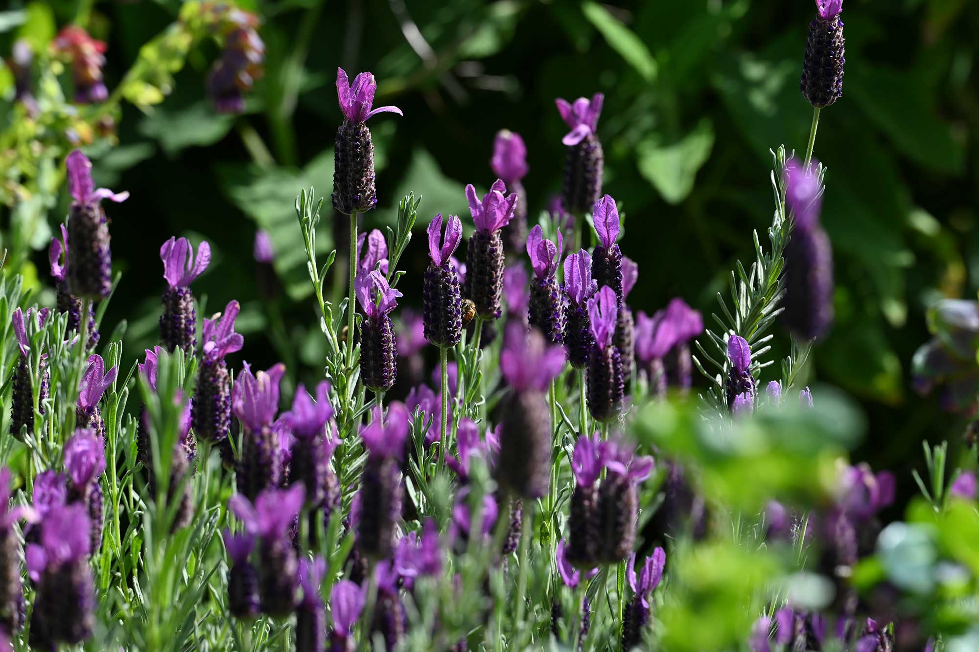 Echium