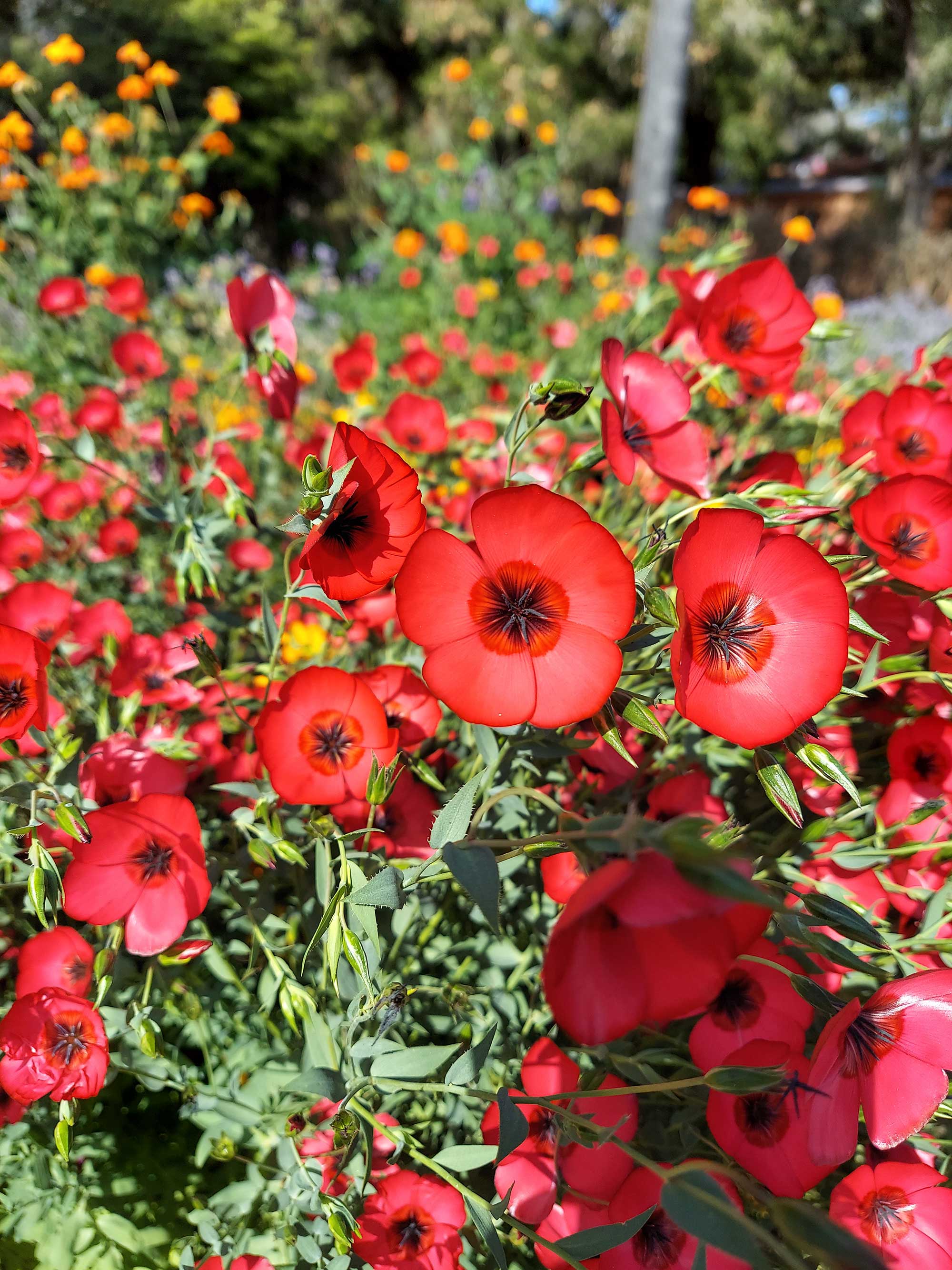 Linum-Grandiflorum