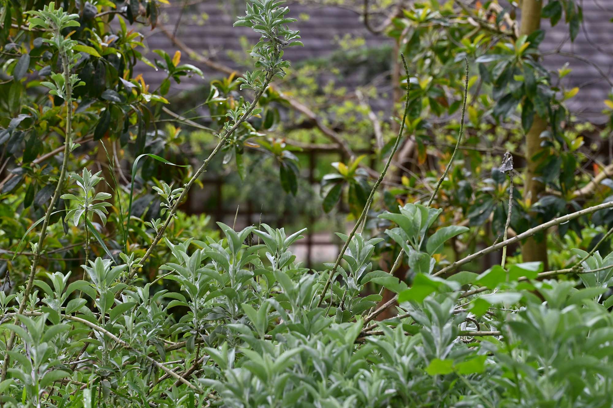 Echium