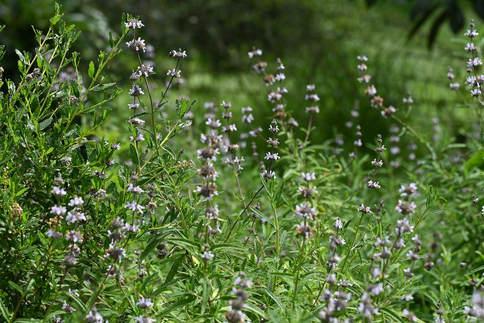 Echium