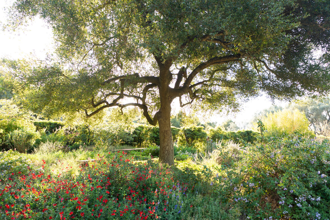 Oak Tree in the Insectary Garden