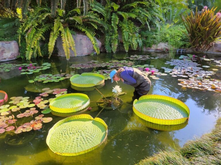 Assistant curator in the Cycad pond with Waterlilies