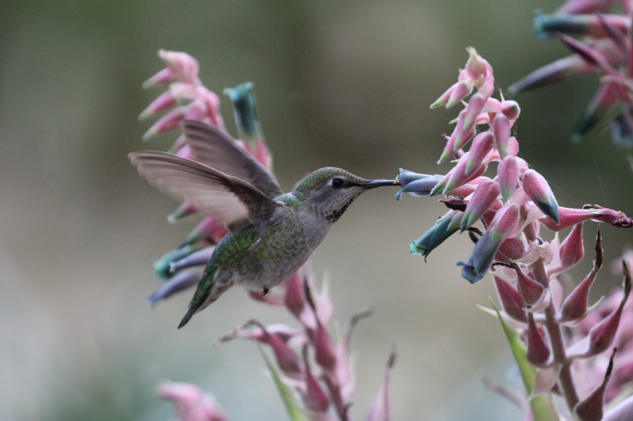 Anna's Humminbrid on Puya plant