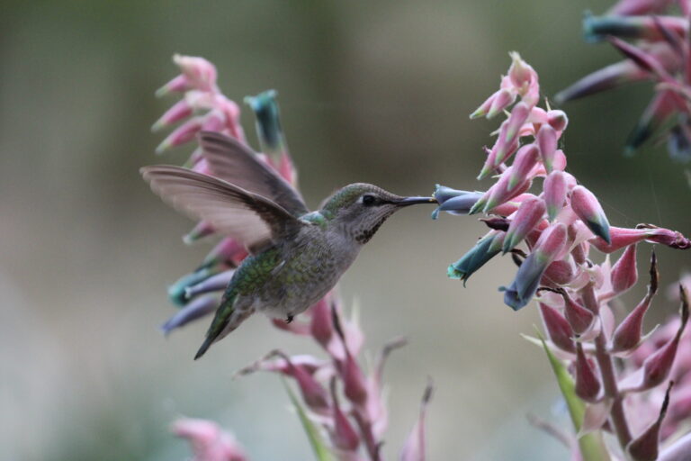 Anna's Humminbrid on Puya plant