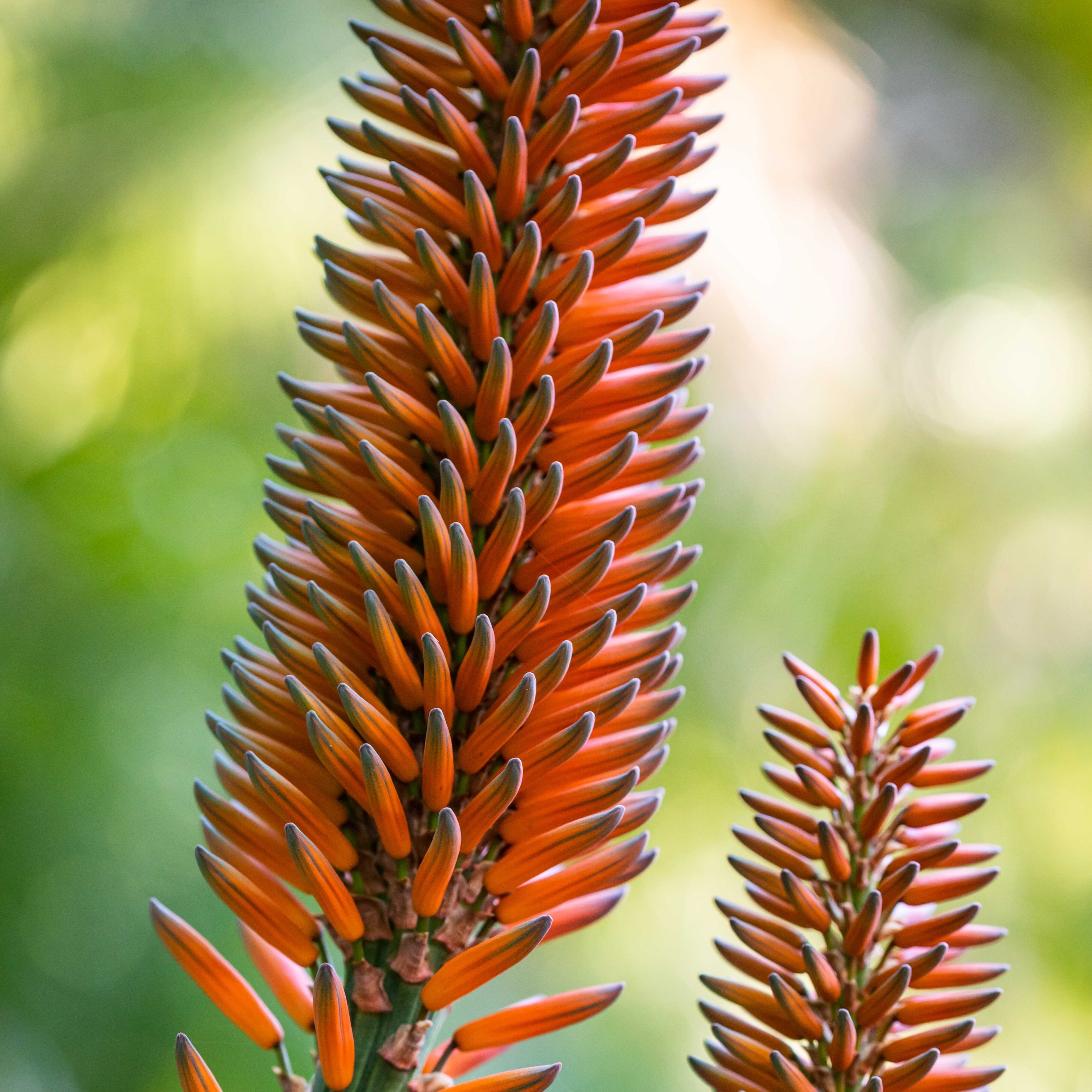Aloe Salm-Dyckiana